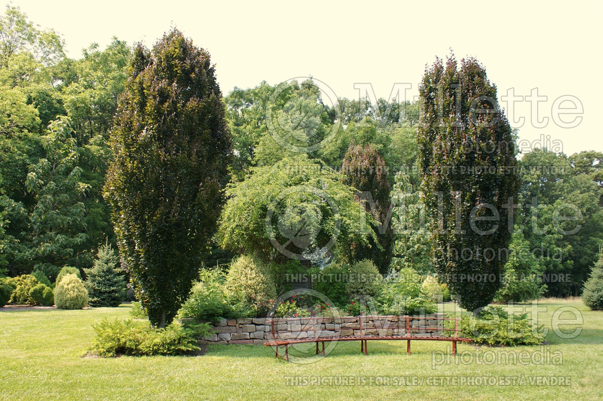 Fagus Red Obelisk (Beech) 7
