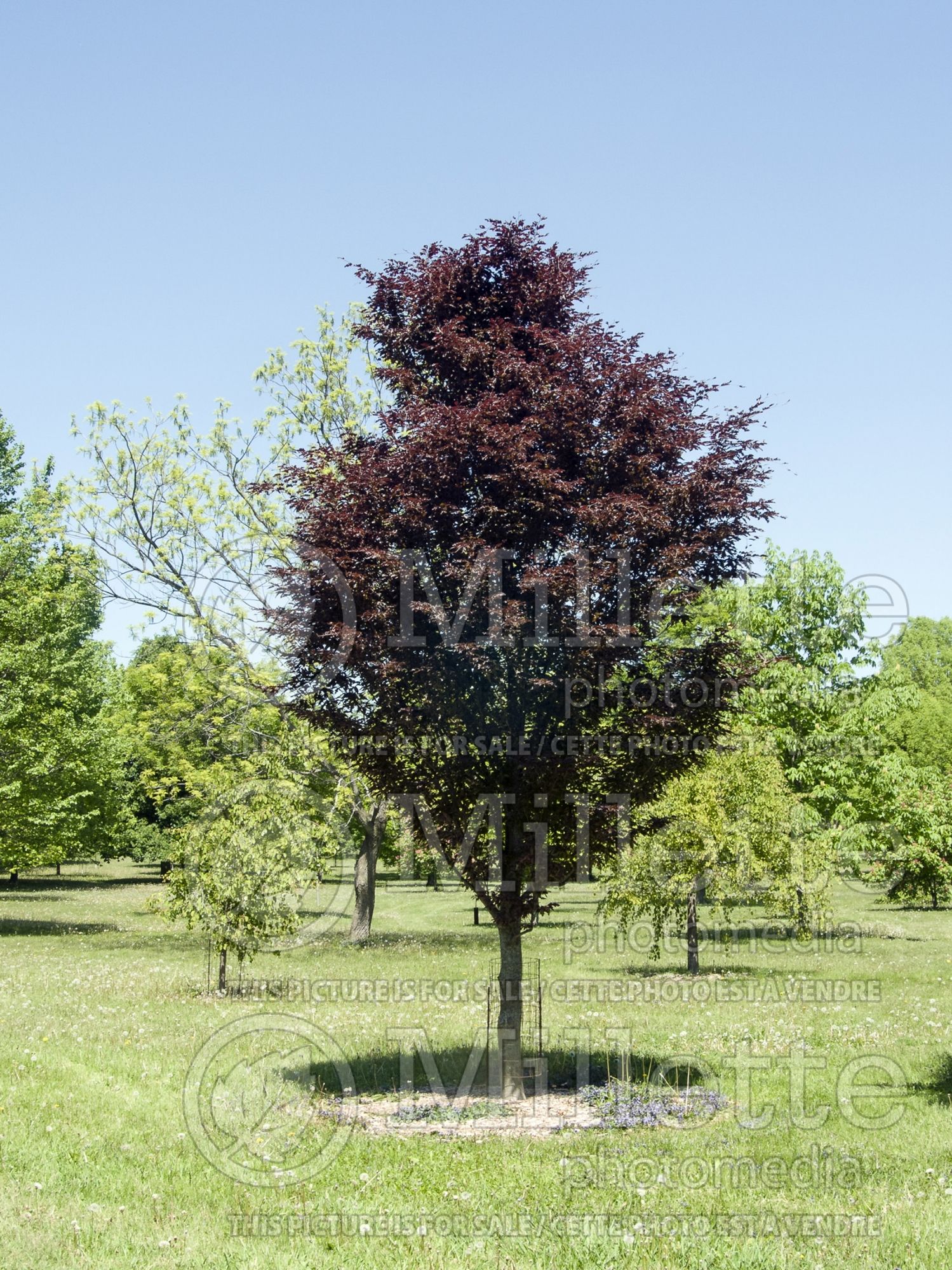 Fagus Rohanii (Beech) 3