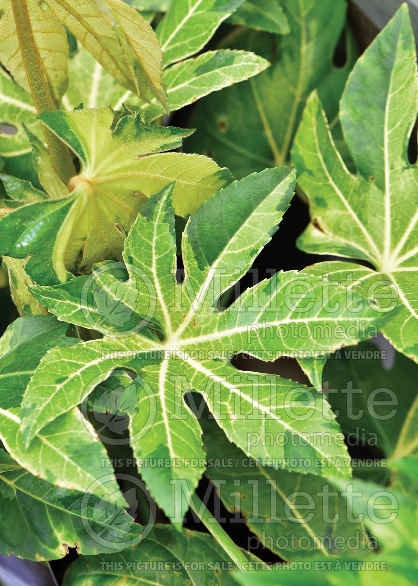 Fatsia Camouflage (Japanese Aralia) 1
