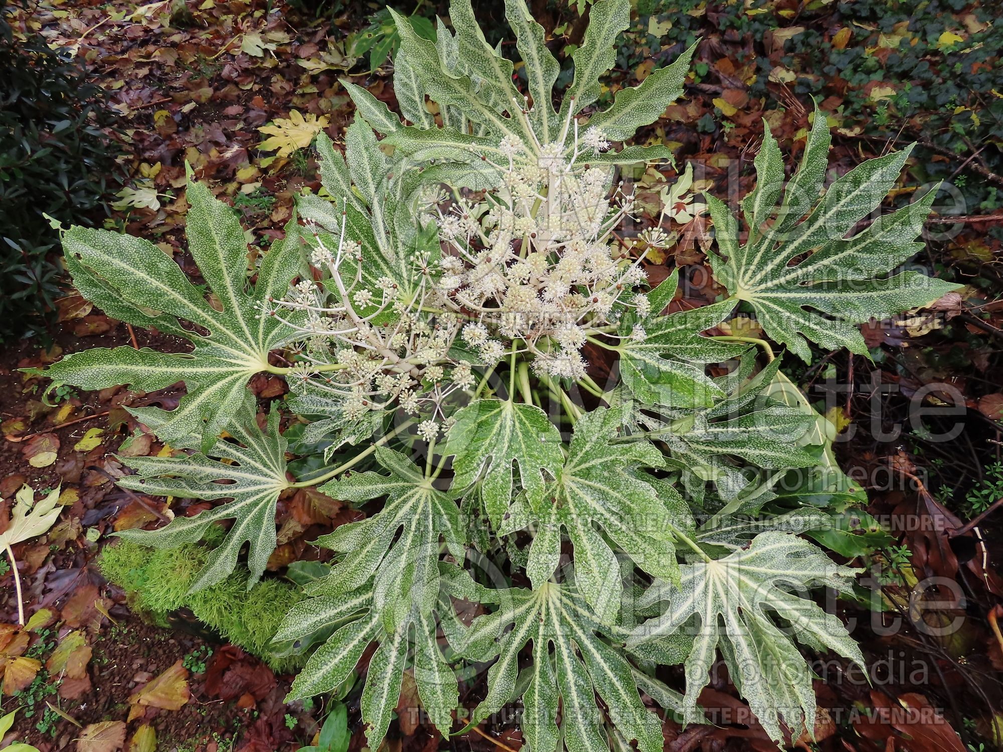 Fatsia Spider's Web (Japanese Aralia) 4