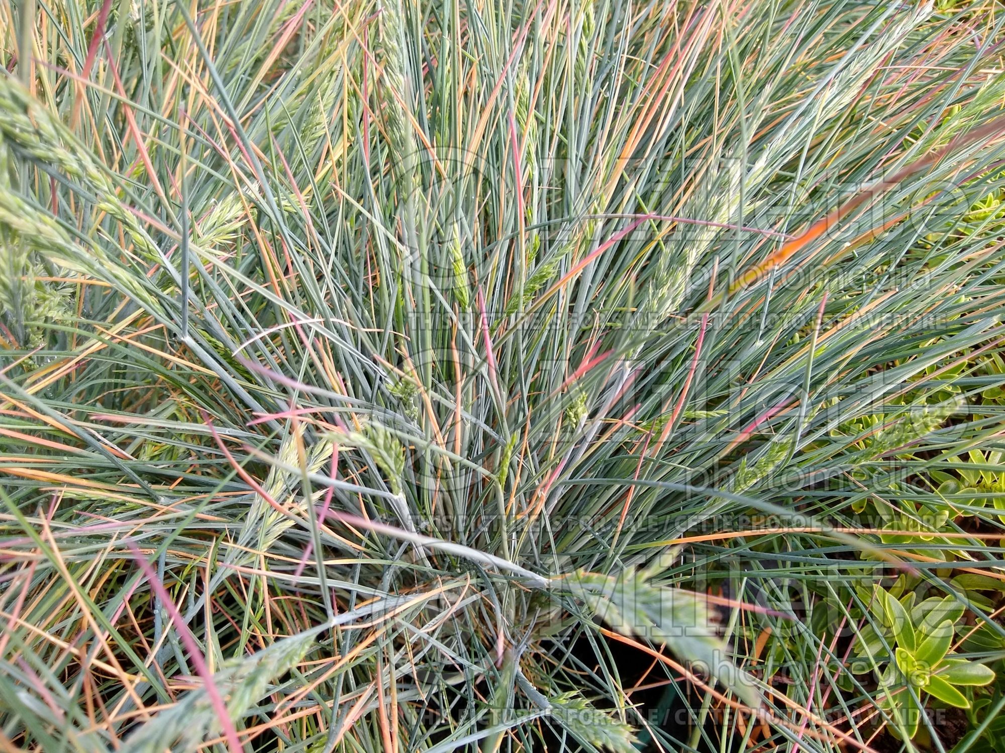 Festuca Azurit (fescue grass) 1