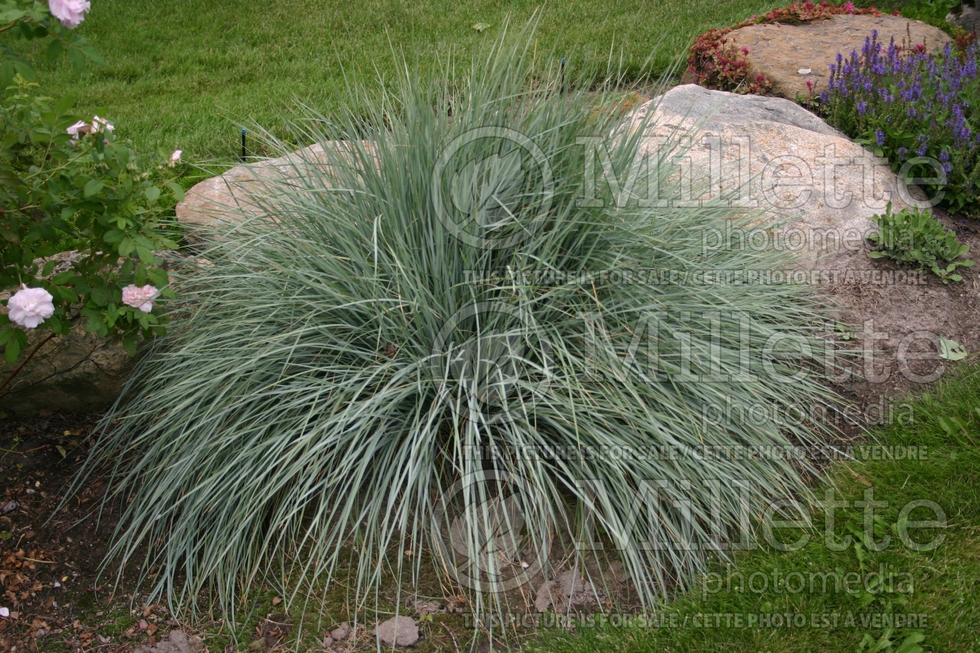 Festuca glauca (Blue fescue grass) 1