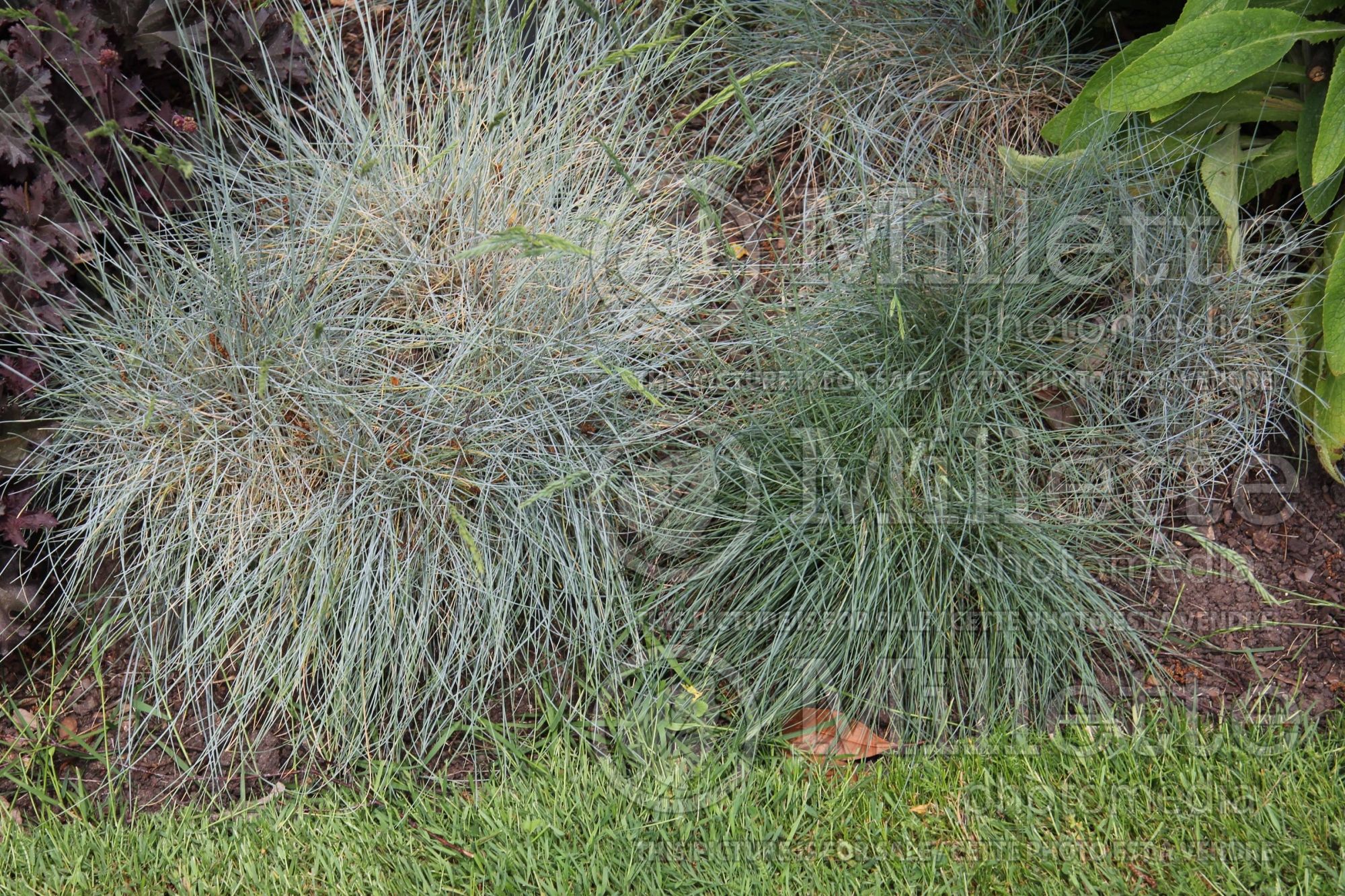 Festuca Siskiyou Blue (fescue grass) 5
