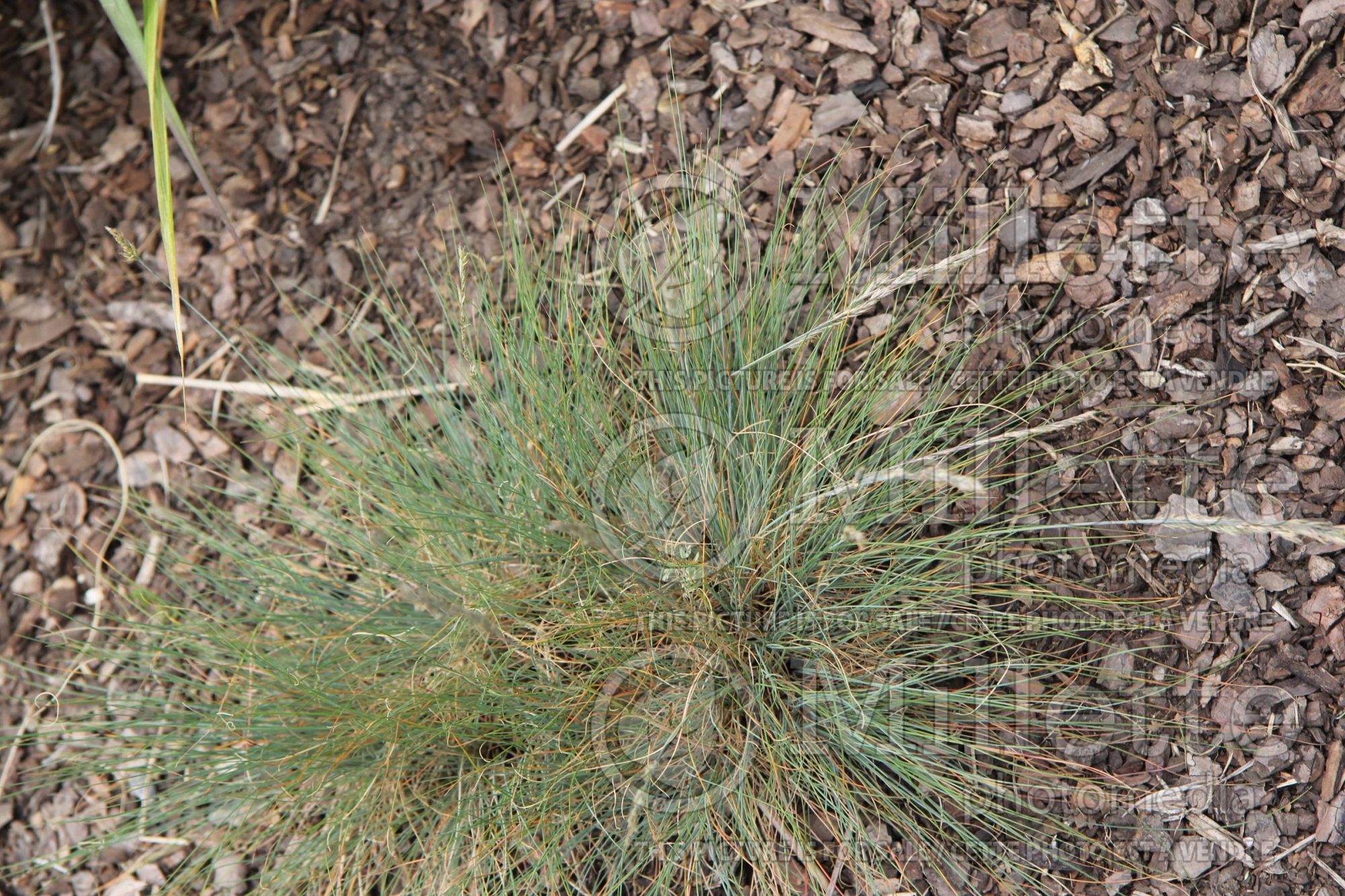 Festuca rupicola (Furrowed fescue grass) 1
