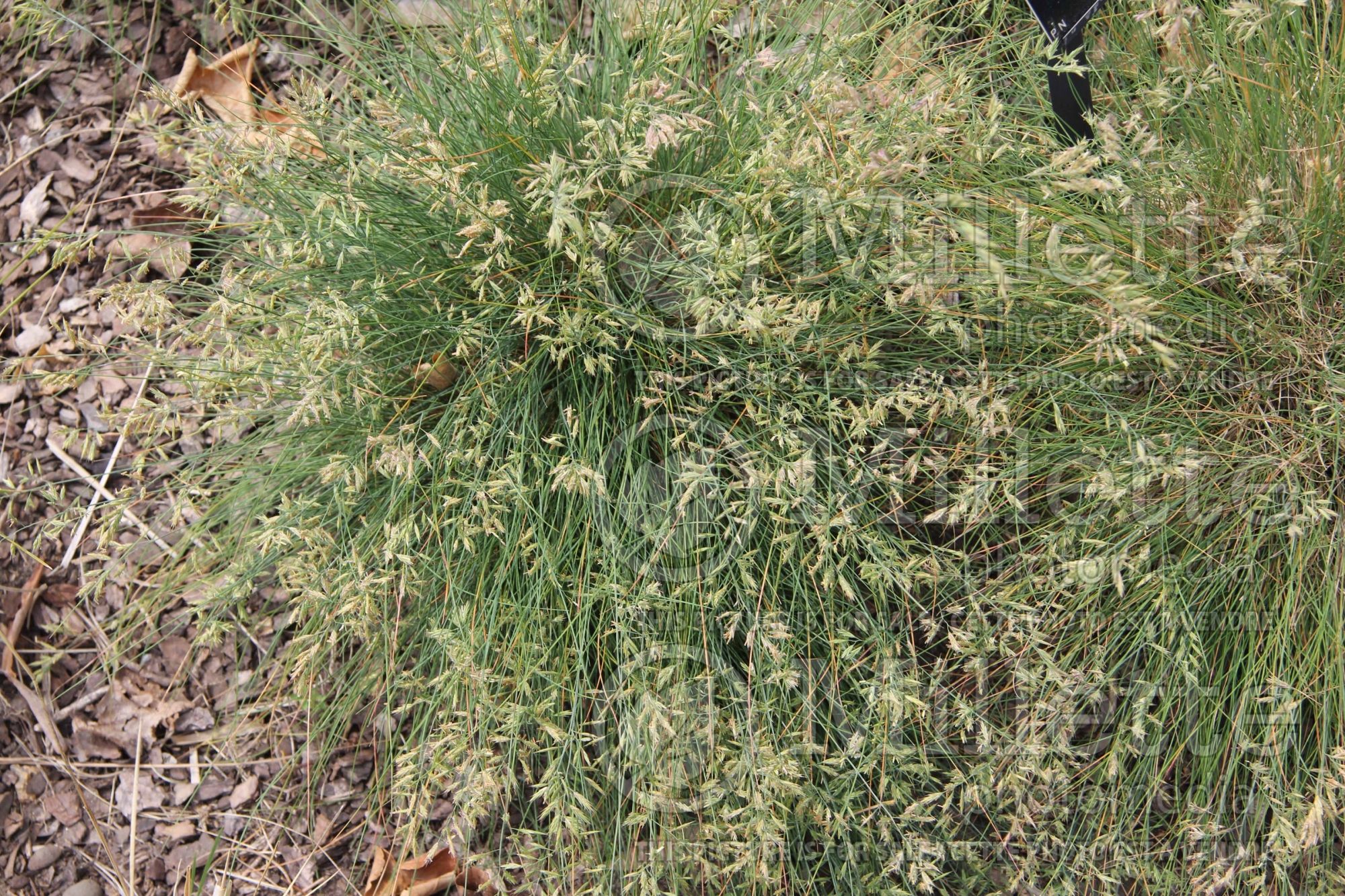 Festuca stricta (fescue grass) 1