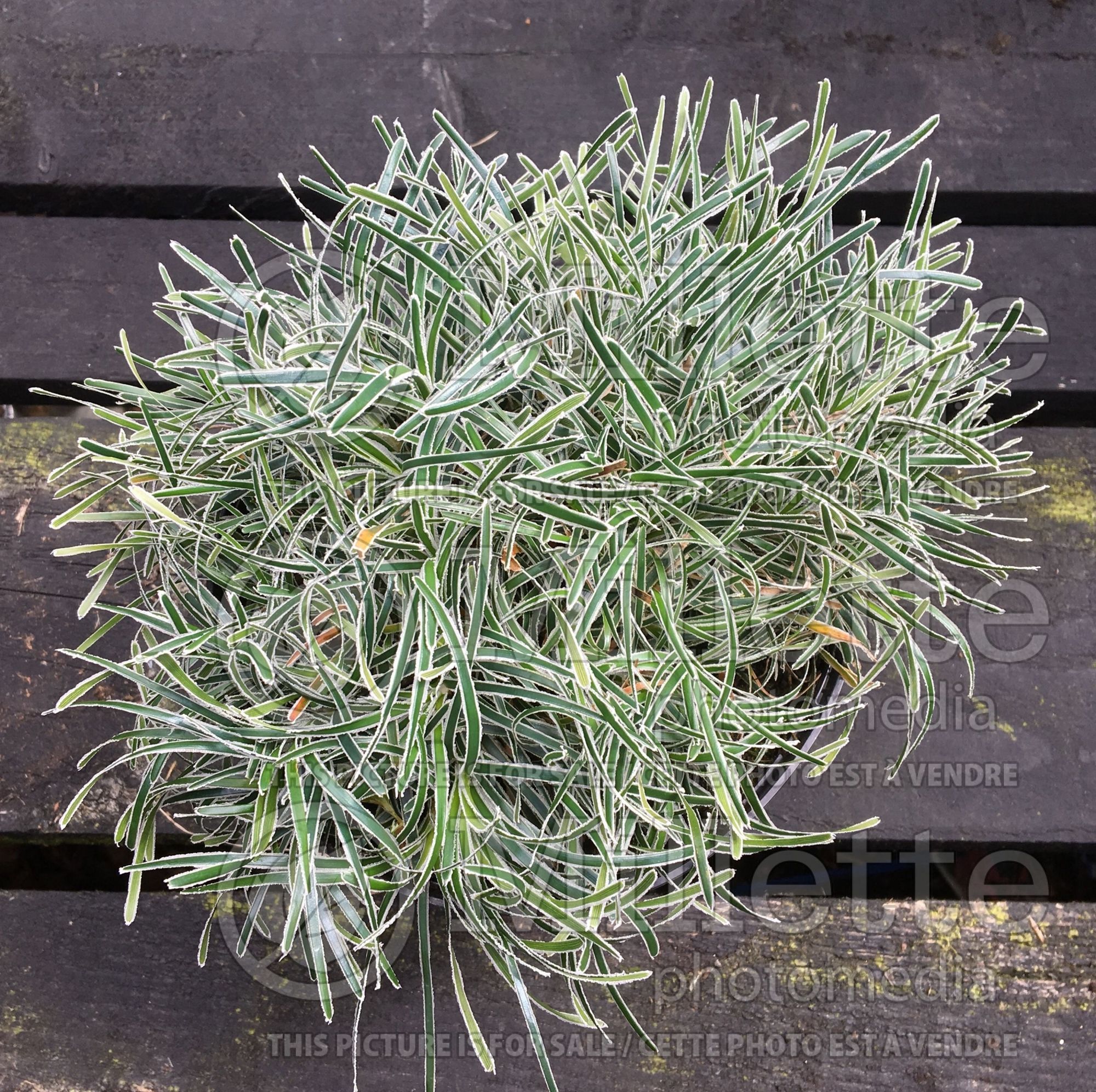 Ficinia Ice Crystal (Frosty Sedge - Carex givré) 1