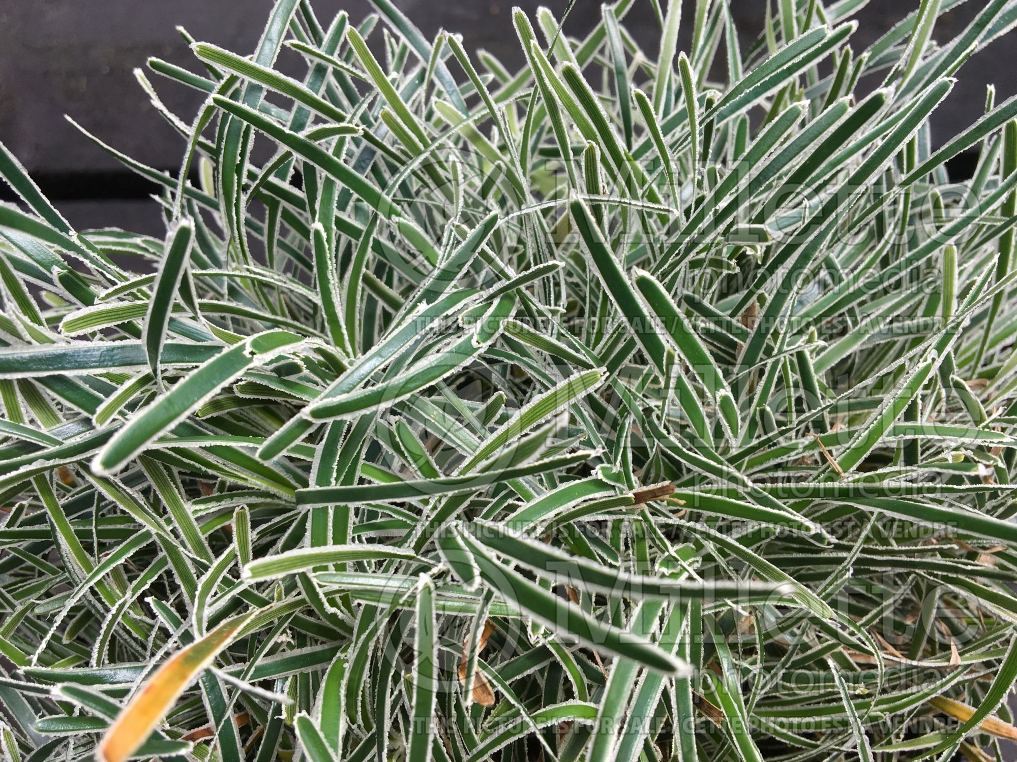 Ficinia Ice Crystal (Frosty Sedge - Carex givré) 2