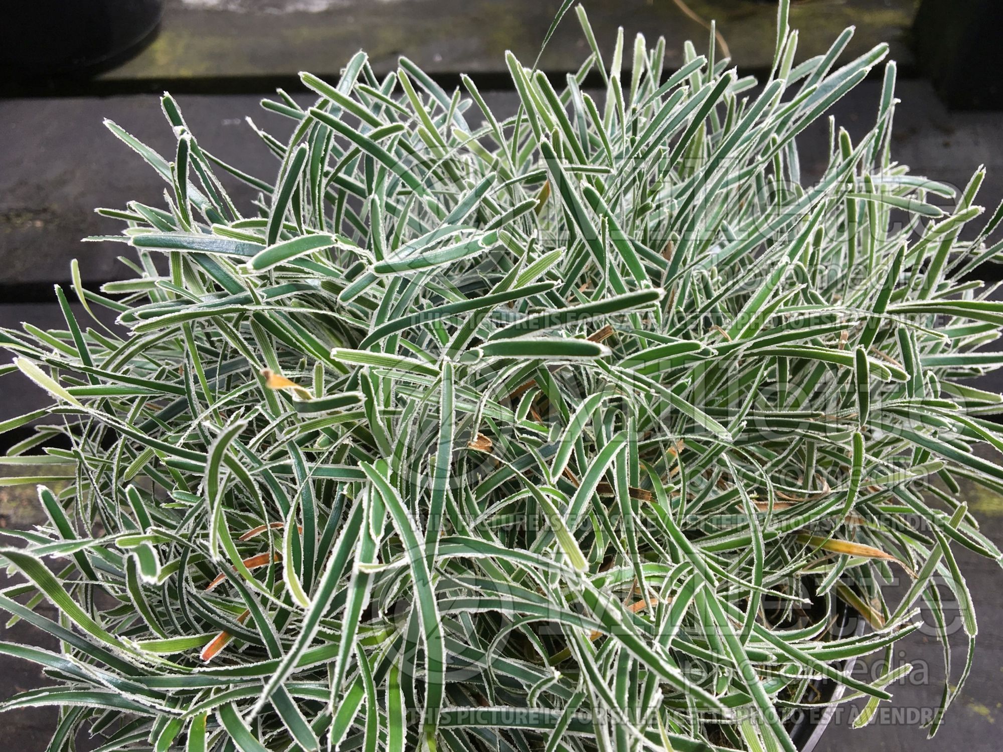 Ficinia Ice Crystal (Frosty Sedge - Carex givré) 3