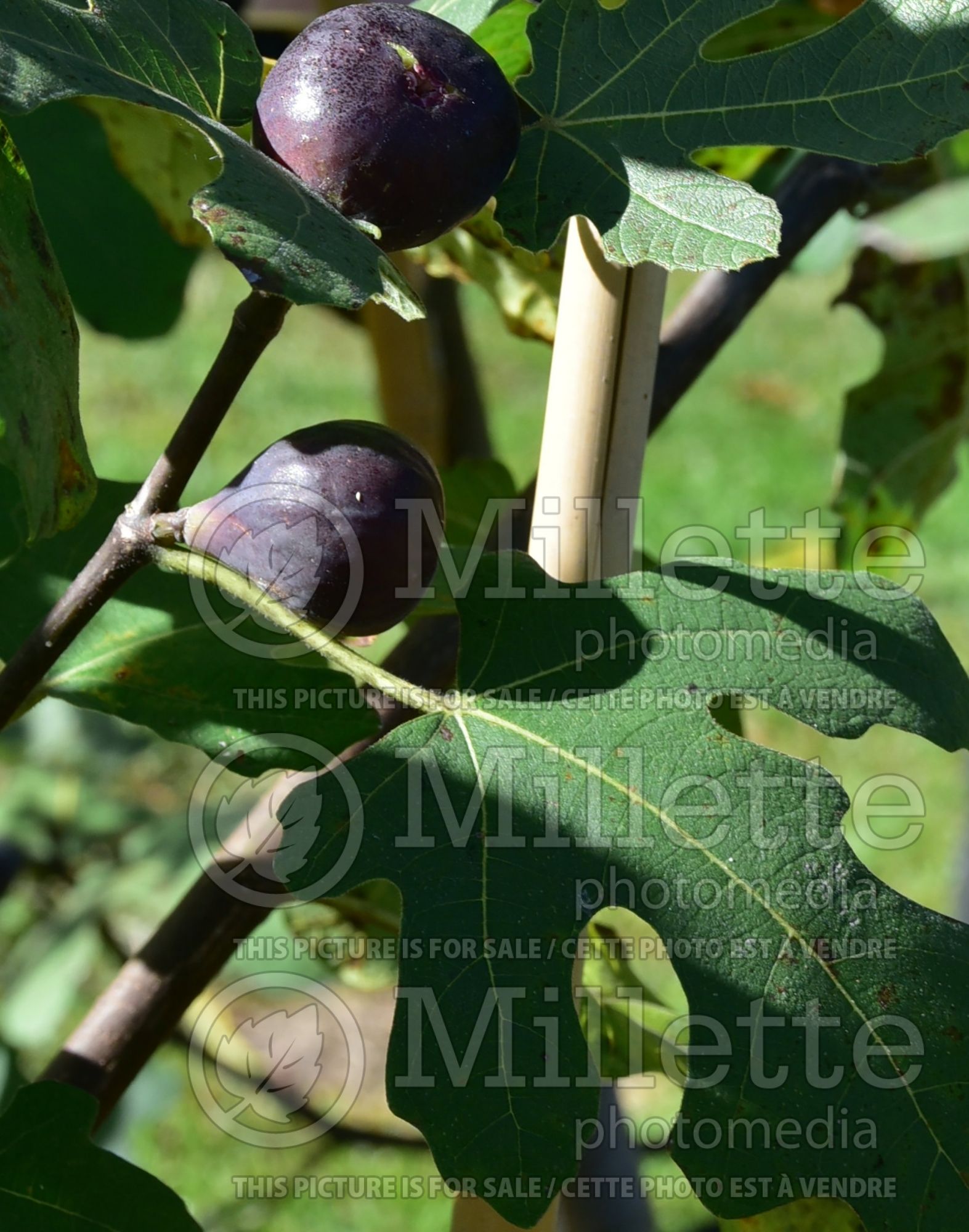 Ficus Chicago Hardy aka Bensonhurst Purple (Common Fig, Edible Fig) 2
