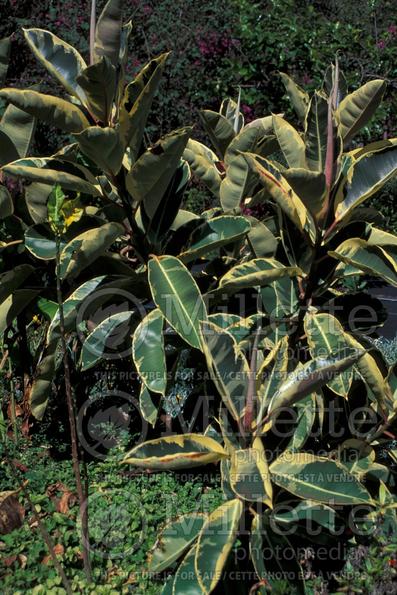 Ficus elastica (rubber plant) 6