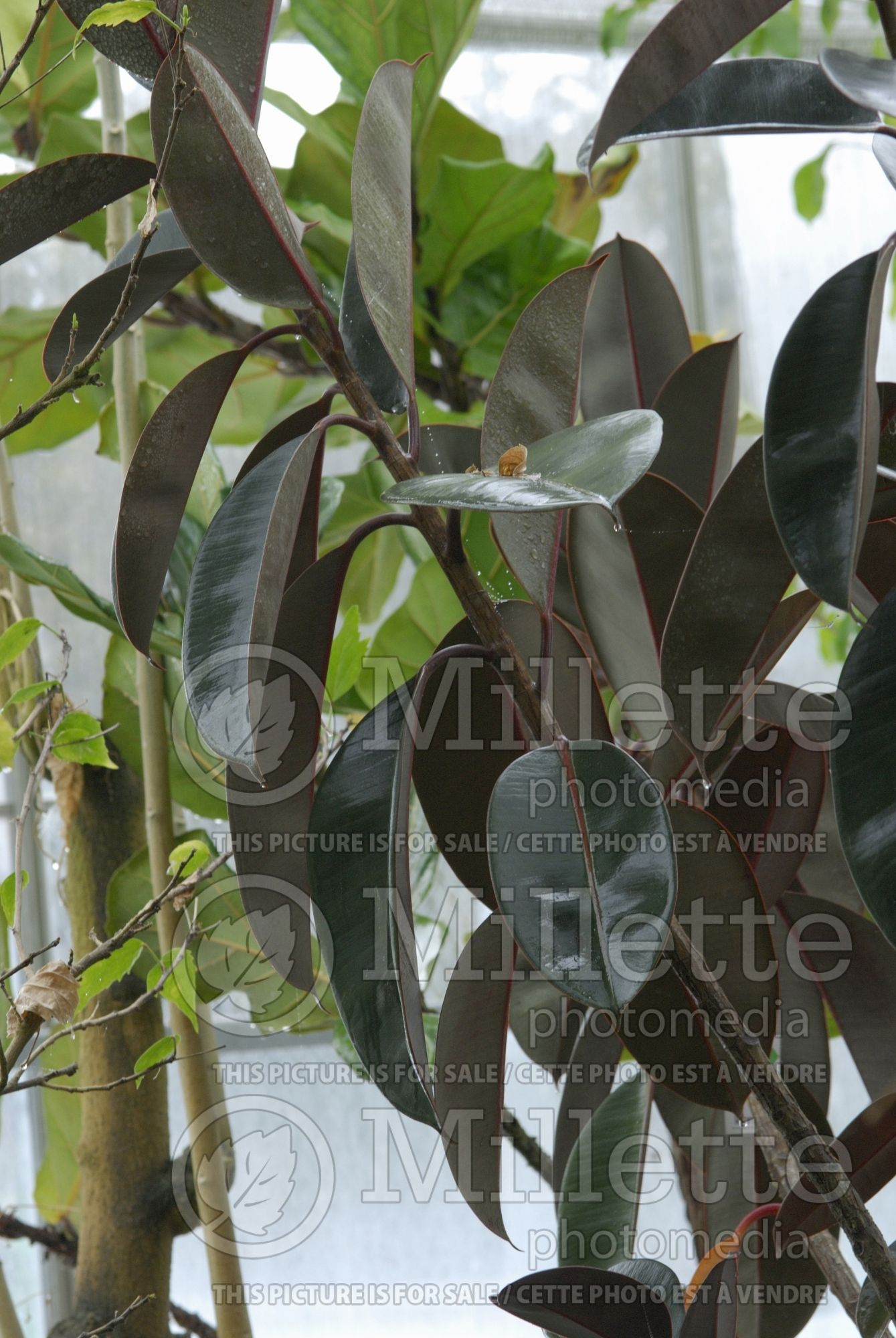 Ficus elastica (rubber plant) 2
