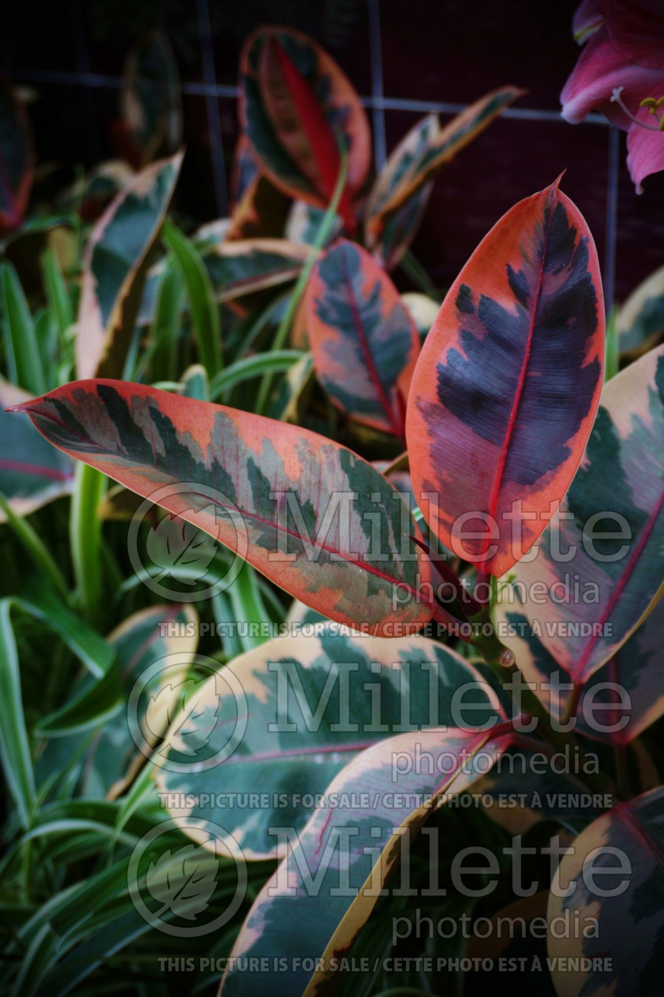 Ficus Ruby (rubber plant) 1