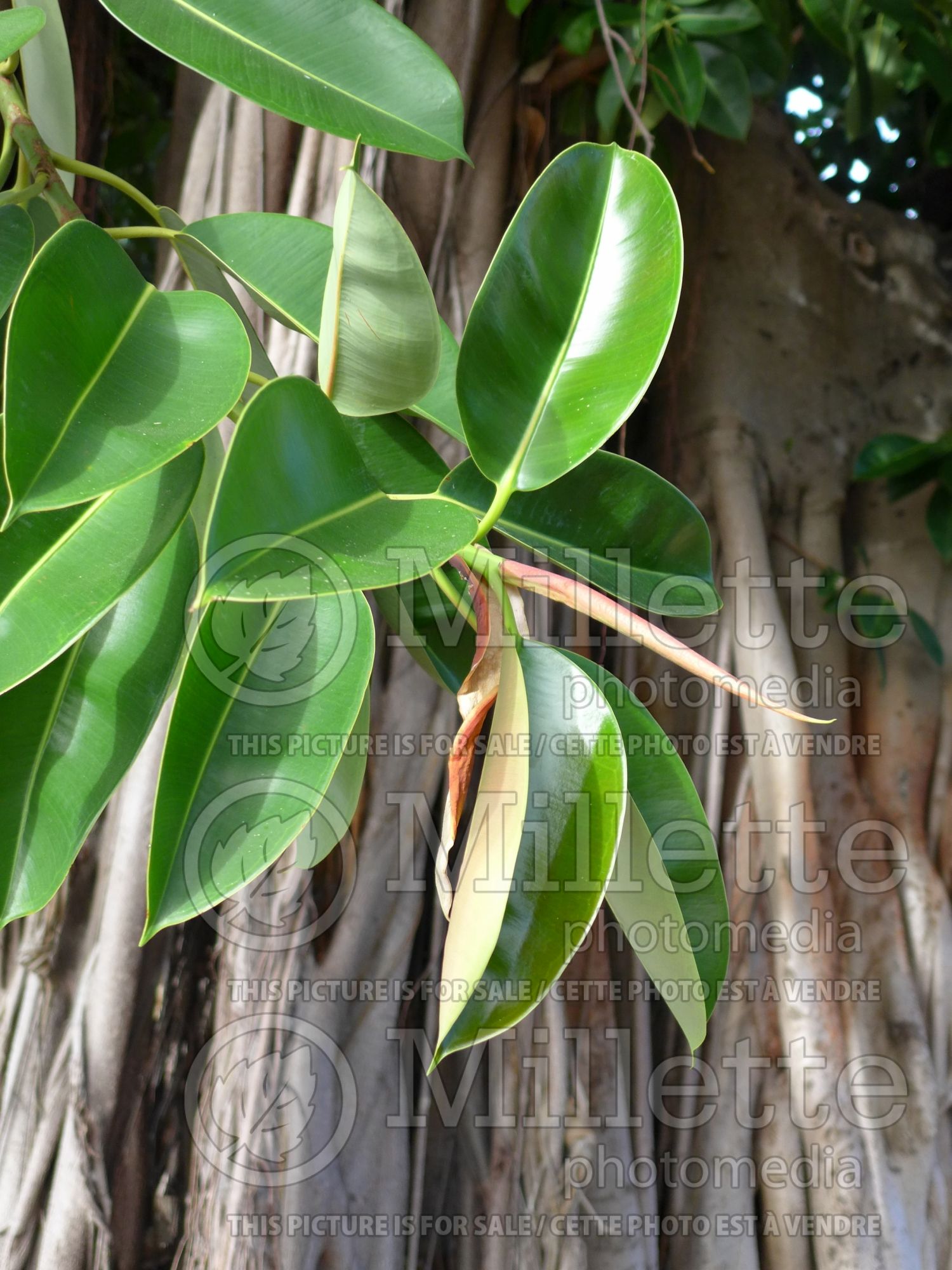 Ficus elastica (rubber plant) 5