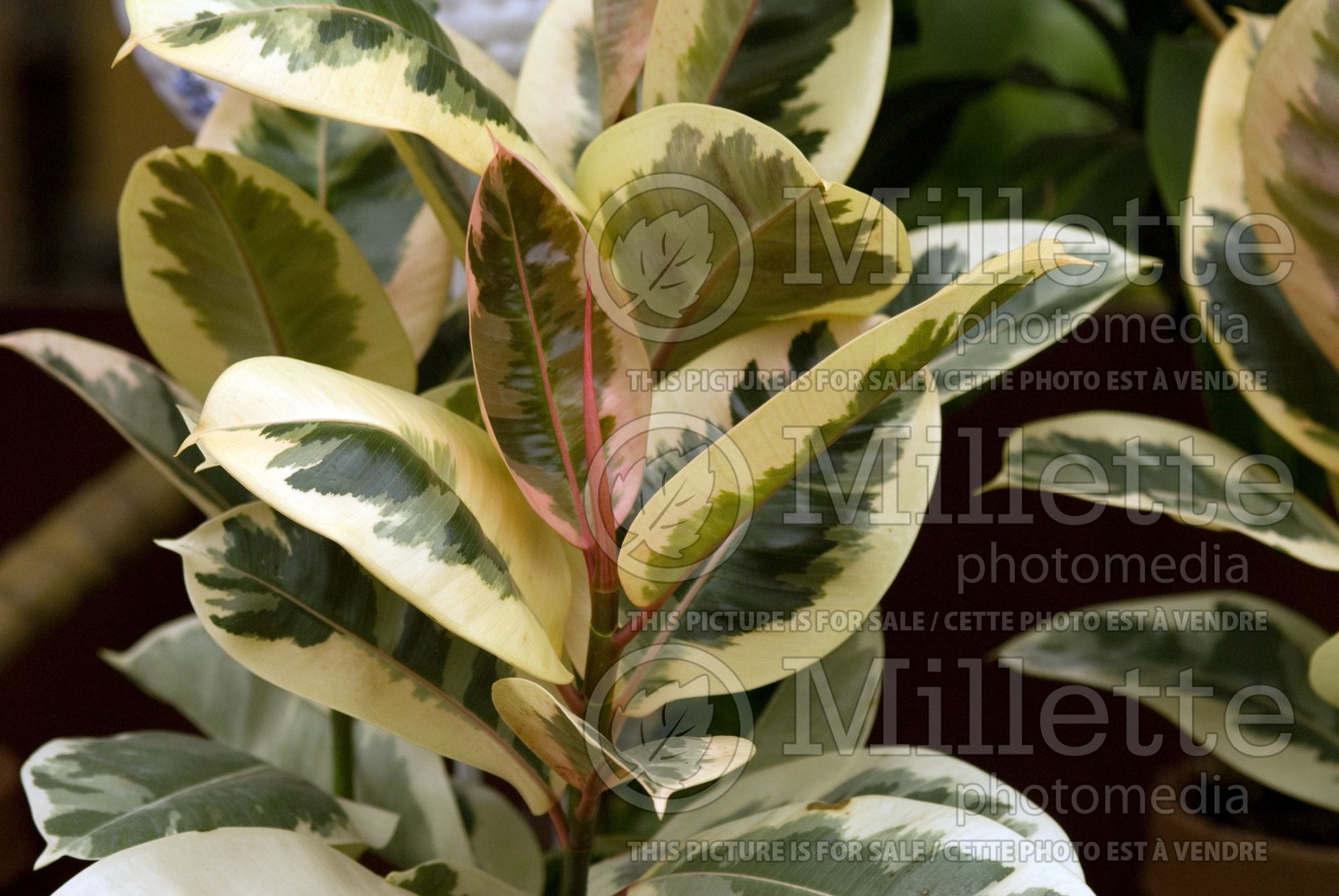 Ficus Sylvie aka Tinneke (rubber plant) 2