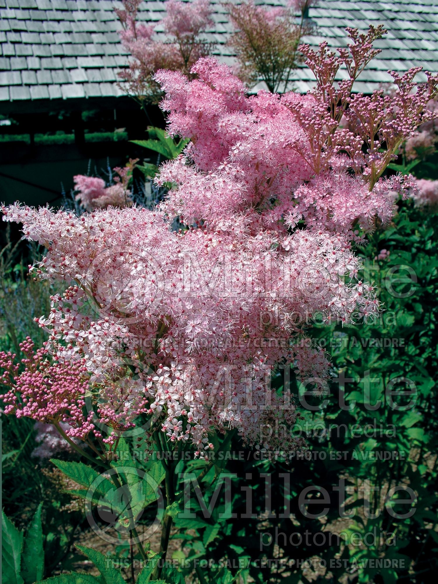 Filipendula Venusta (Queen of the Prairie) 7