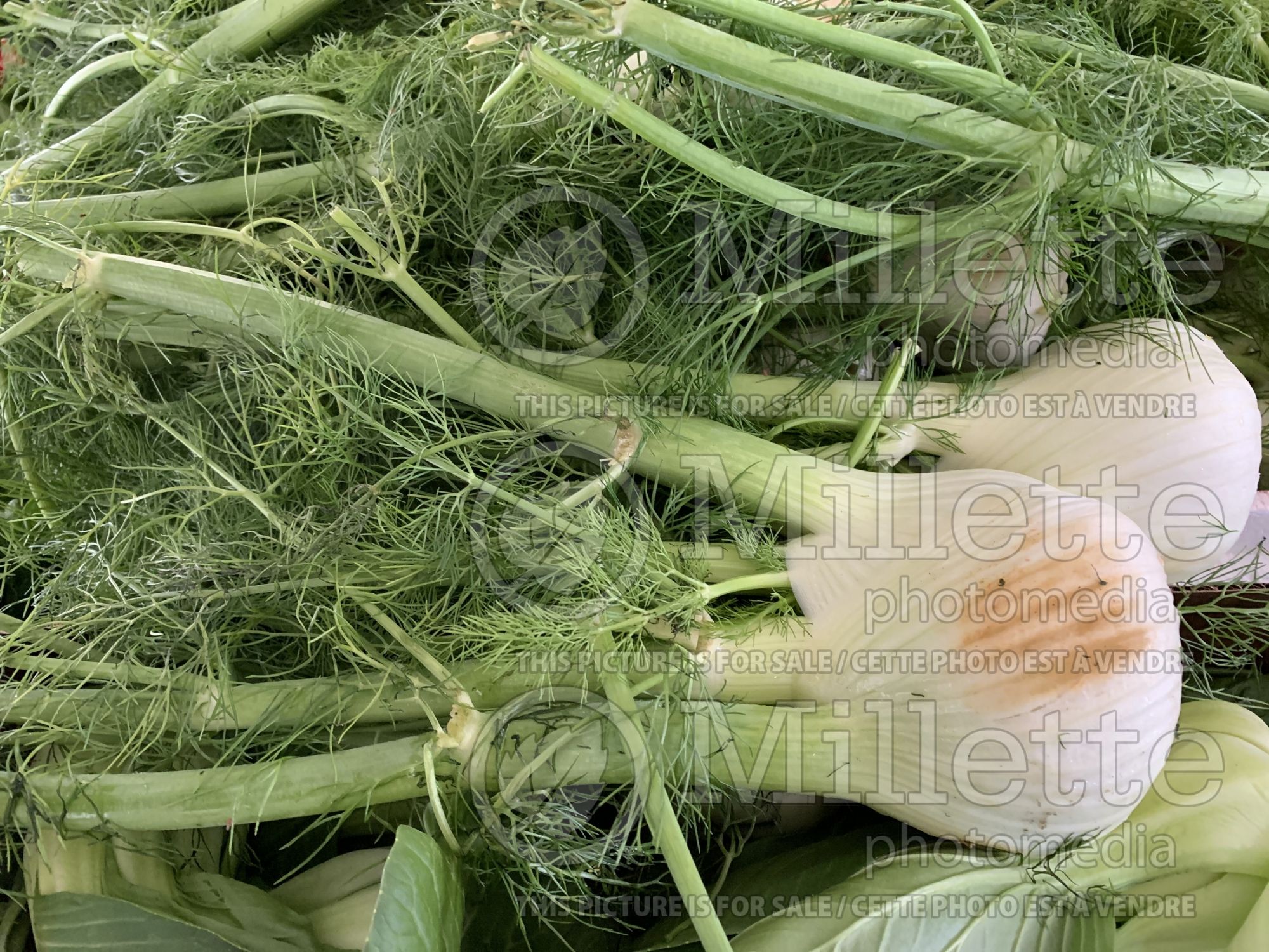 Foeniculum vulgare (Sweet Fennel herb) 2