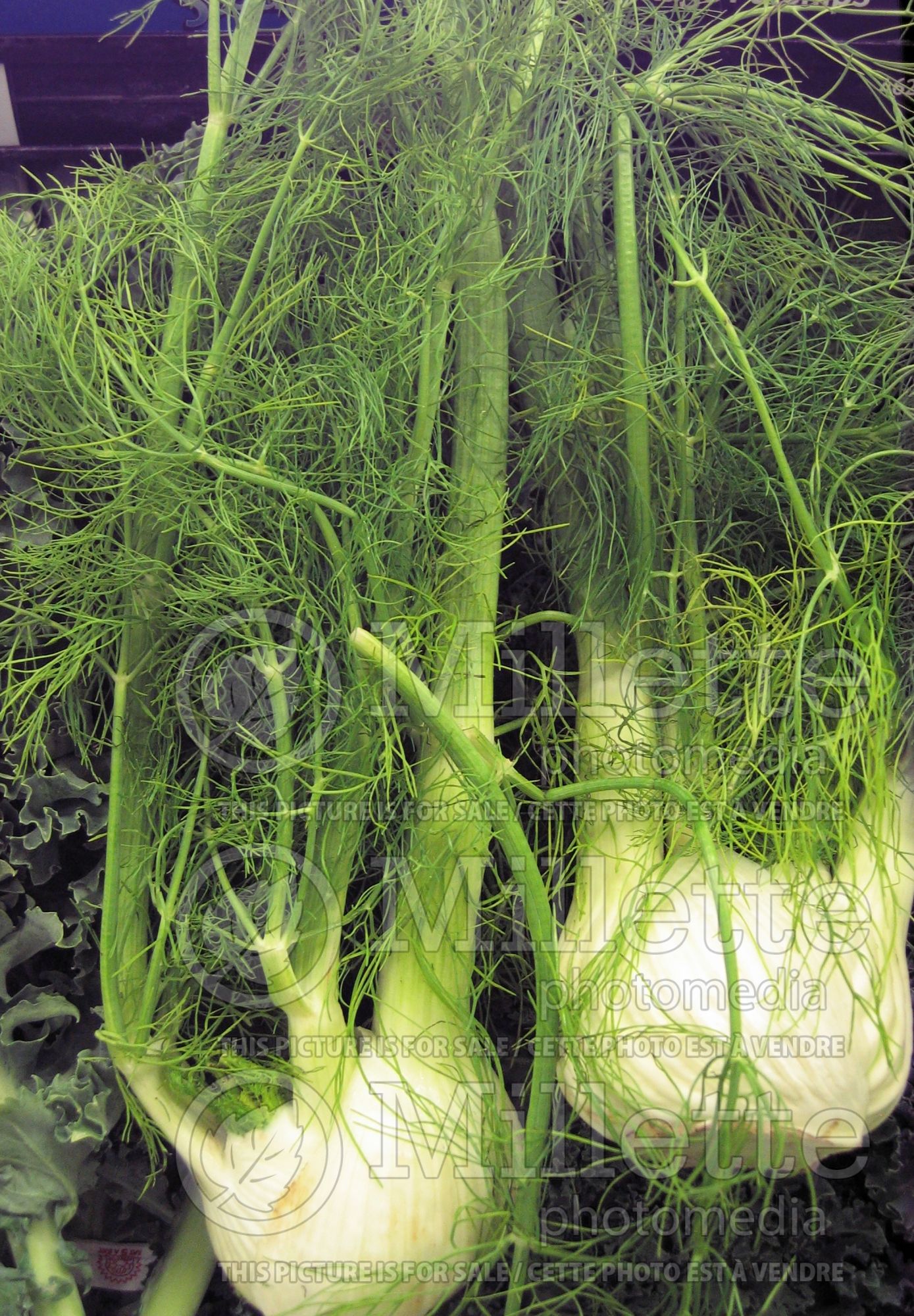 Foeniculum vulgare (Sweet Fennel herb) 8