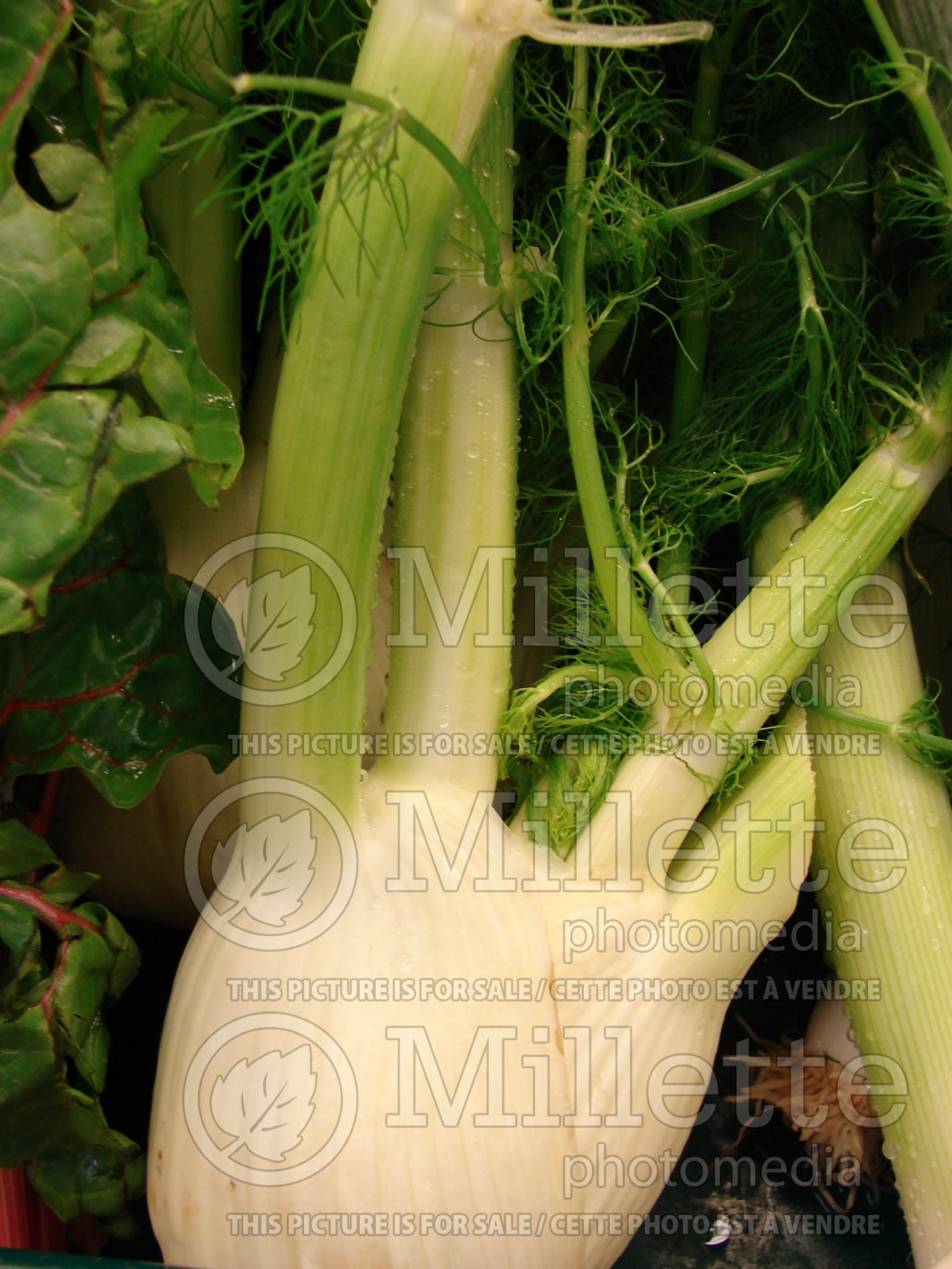 Foeniculum vulgare (Sweet Fennel herb) 6