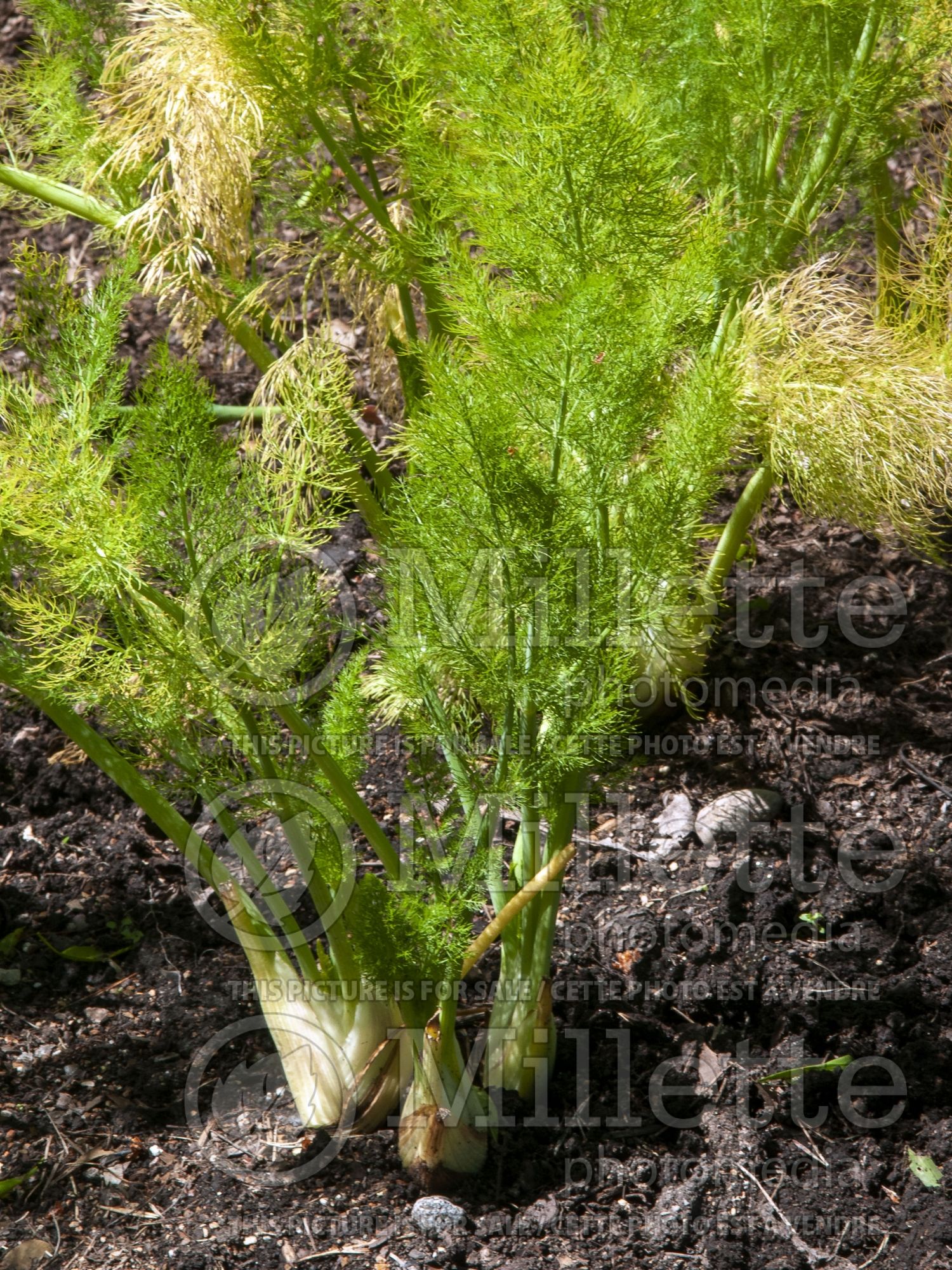 Foeniculum Perfection (Fennel) 1