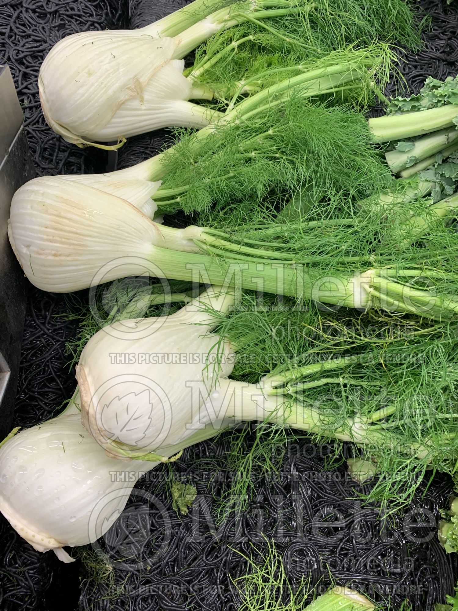 Foeniculum vulgare (Sweet Fennel herb) 7