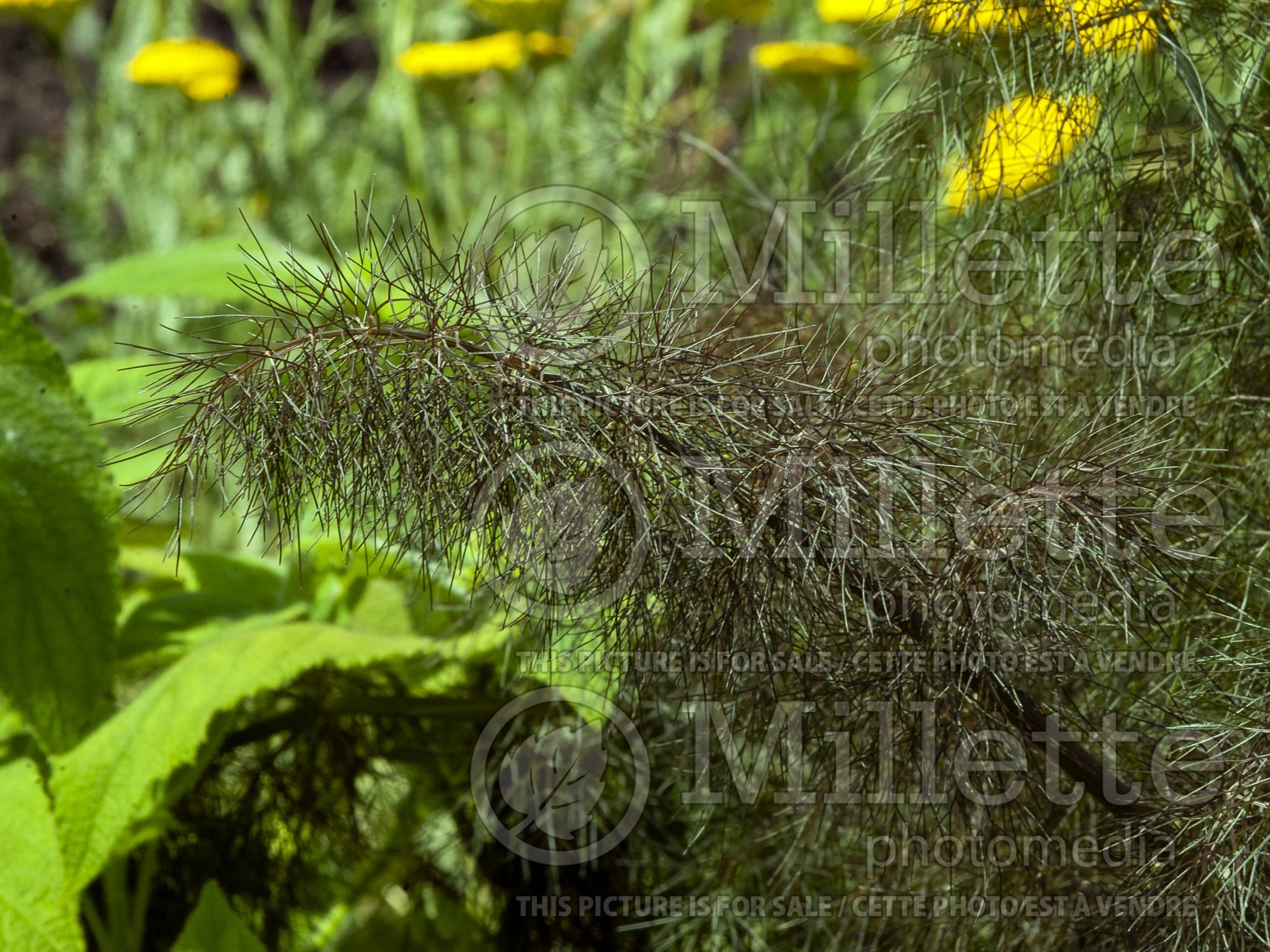 Foeniculum Smokey Bronze (Fennel) 1