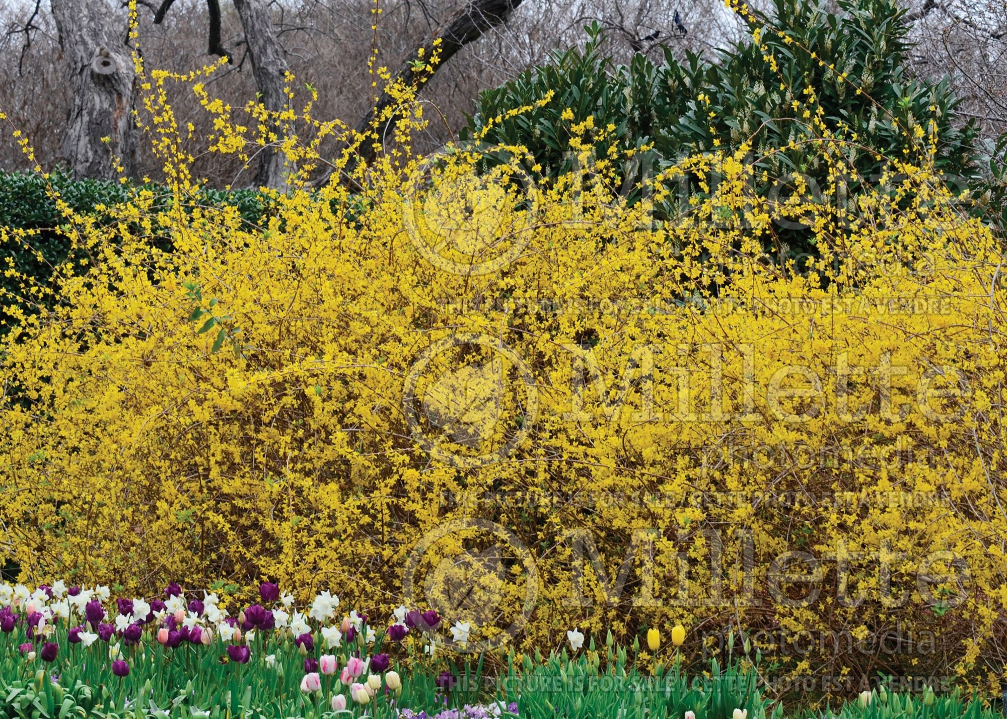 Forsythia - hedge 1