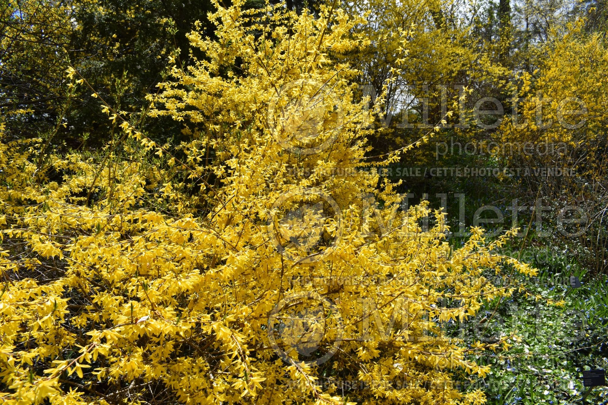 Forsythia Tremonia (Forsythia) 1
