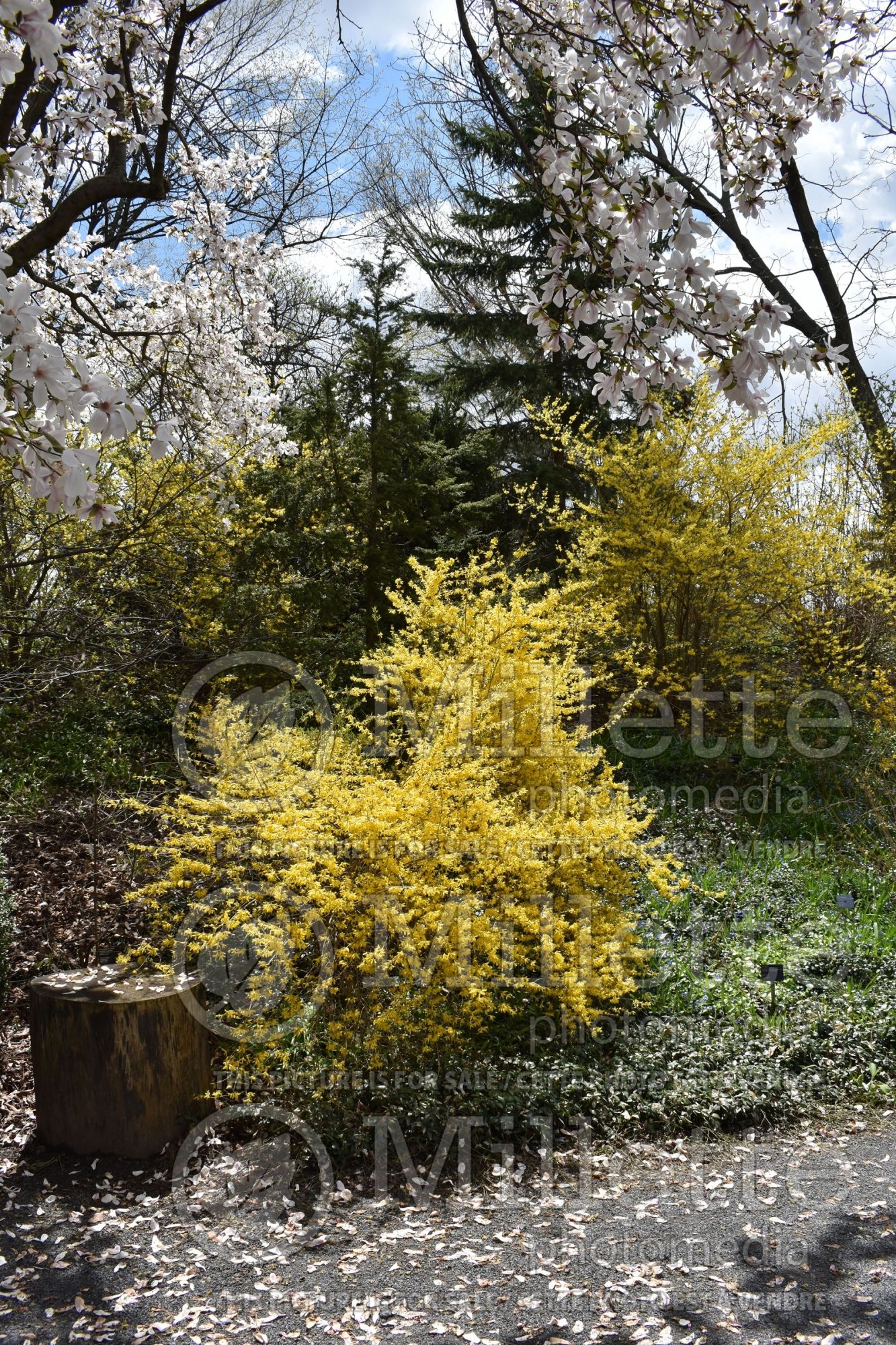 Forsythia Tremonia (Forsythia) 2