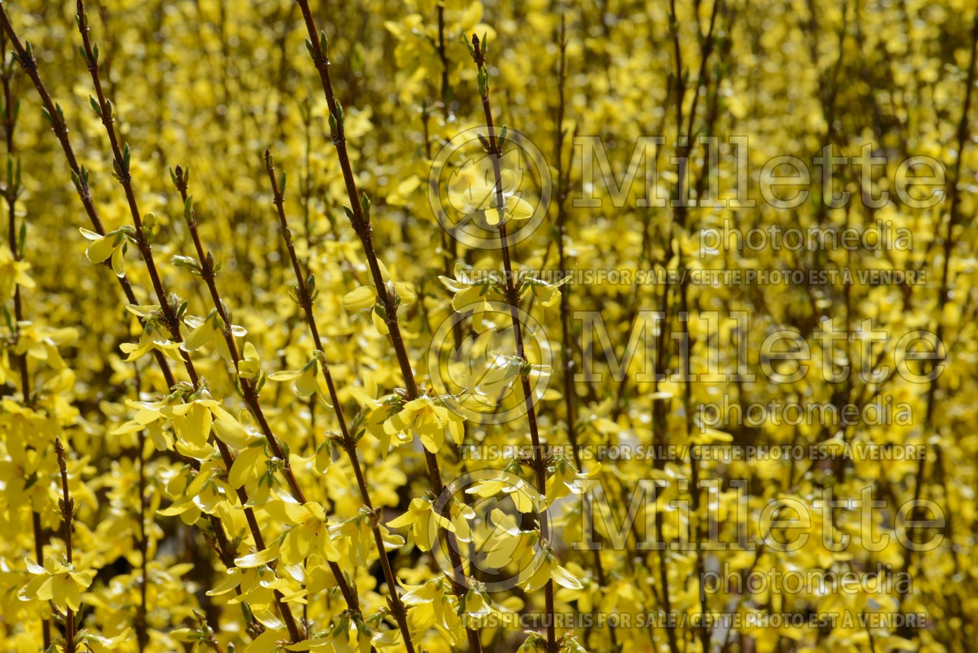 Forsythia Weekend (Forsythia) 1