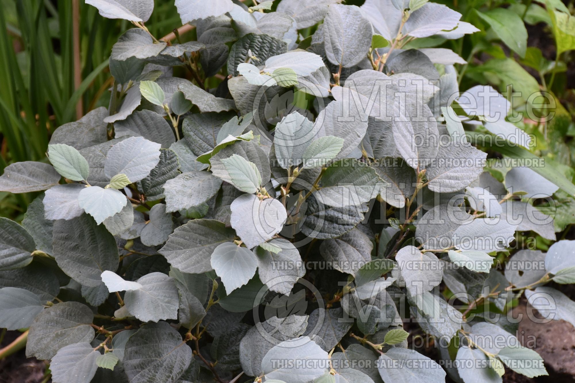Fothergilla Blue Shadow (Fothergilla) 10