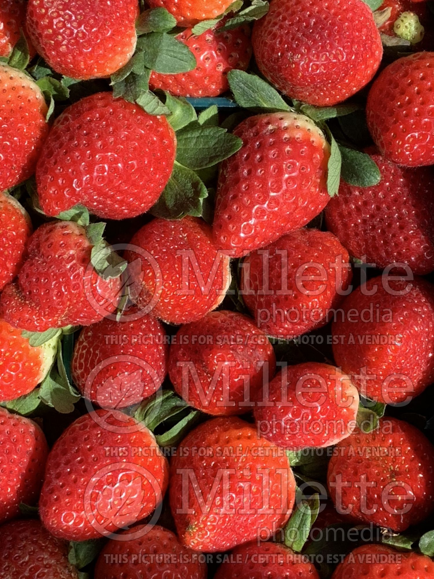 Fragaria ananassa (strawberry fruit) 1