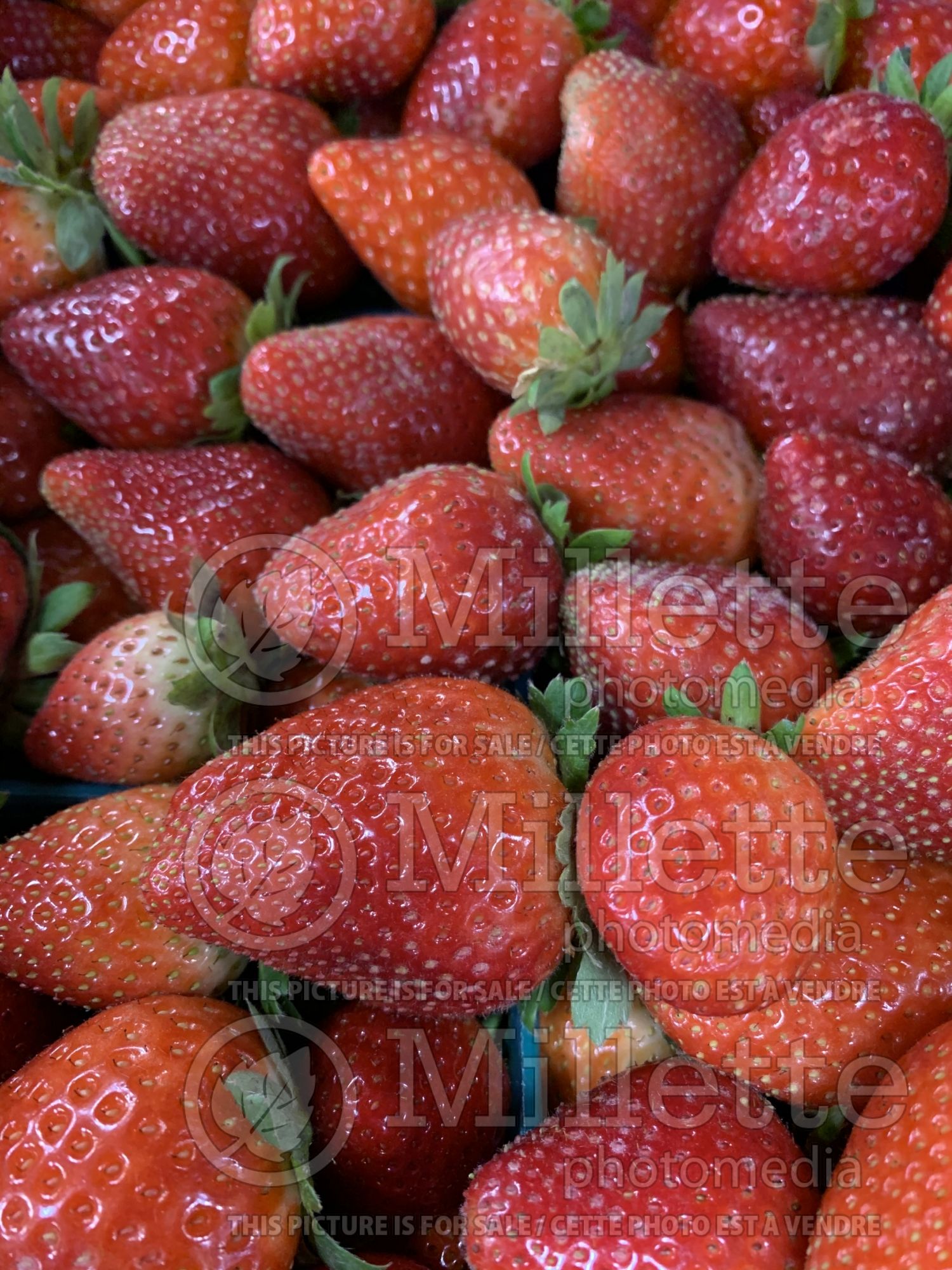 Fragaria ananassa (strawberry fruit) 2