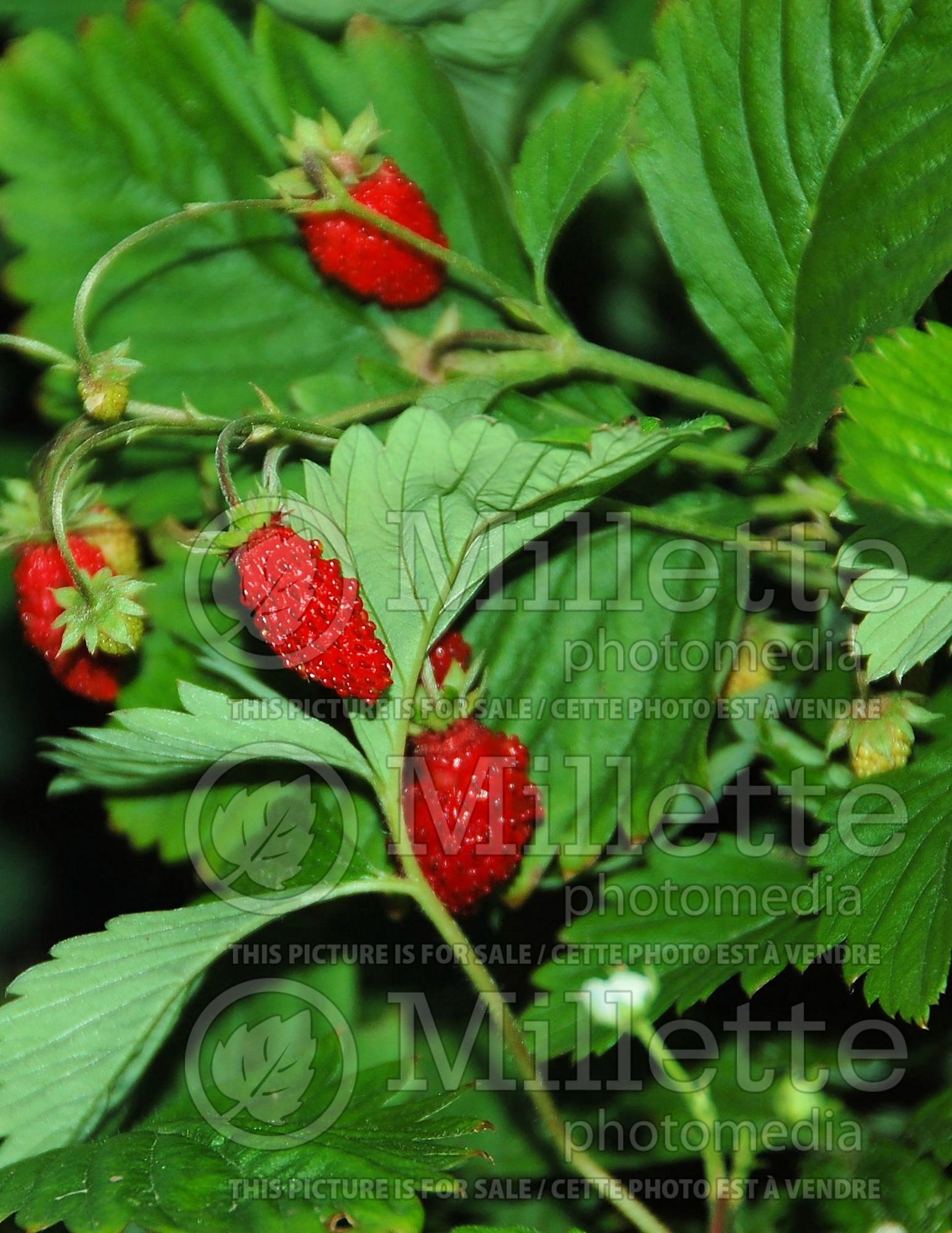 Fragaria Alexandria (Strawberry) 1