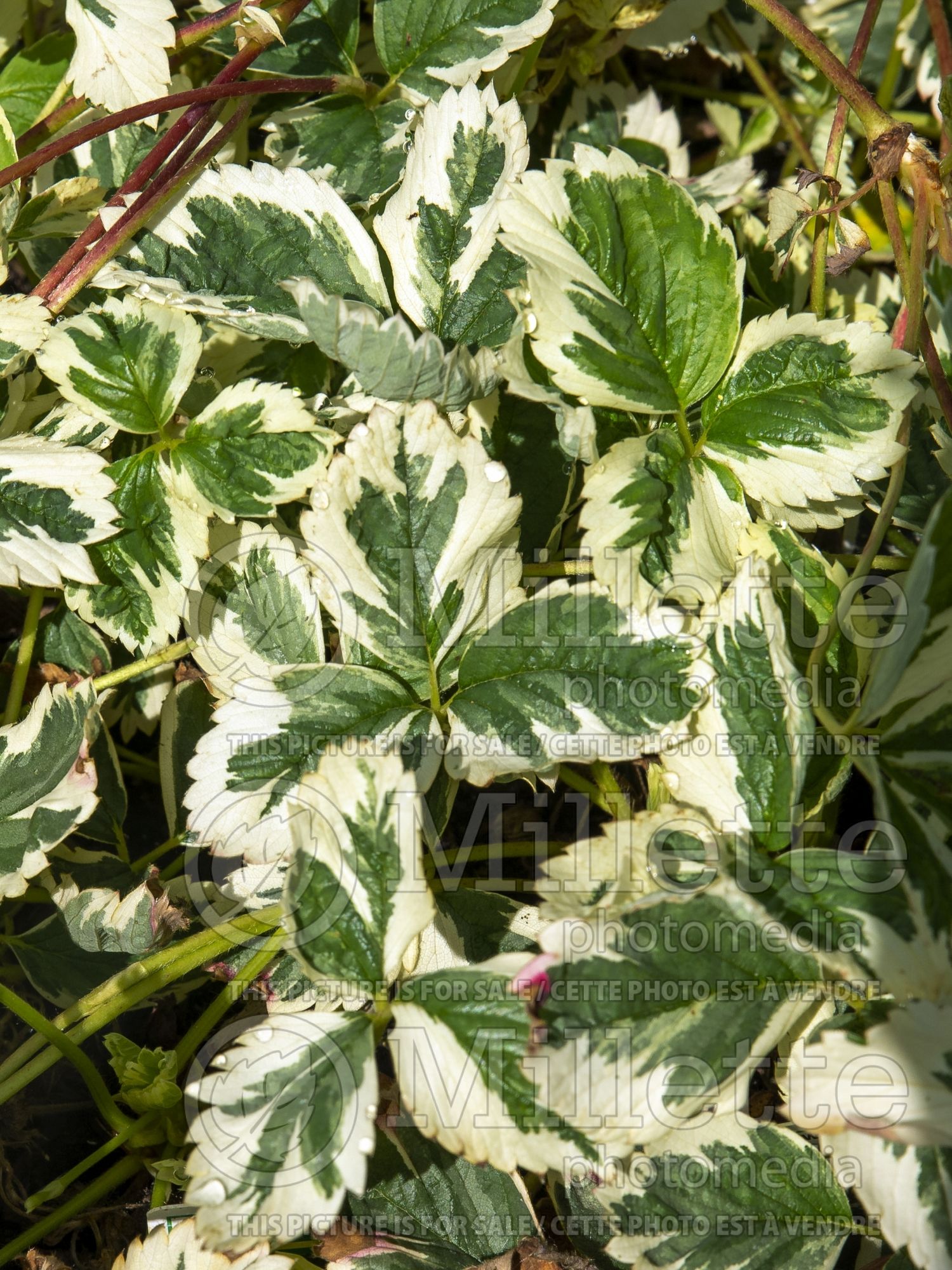 Fragaria Variegata (Strawberry) 2