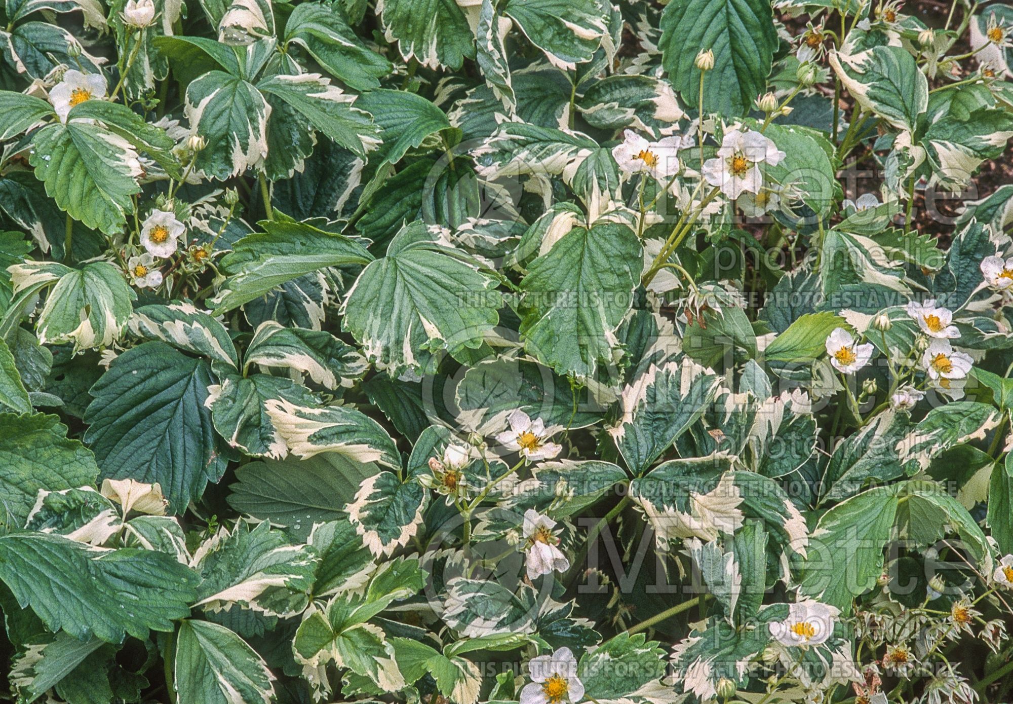 Fragaria Variegata (Strawberry) 1