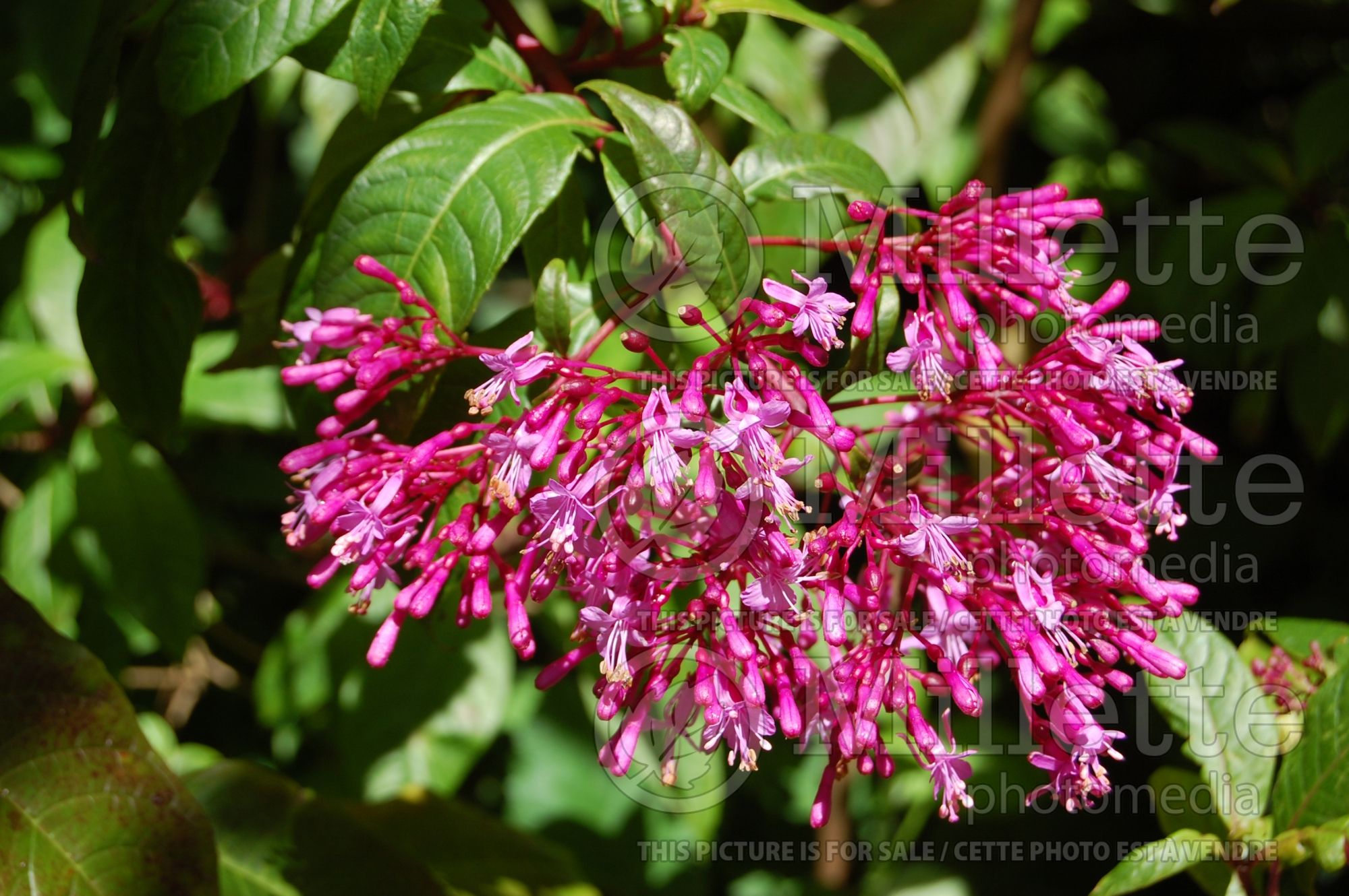 Fuchsia arborescens (Mexican Blueberry) 1
