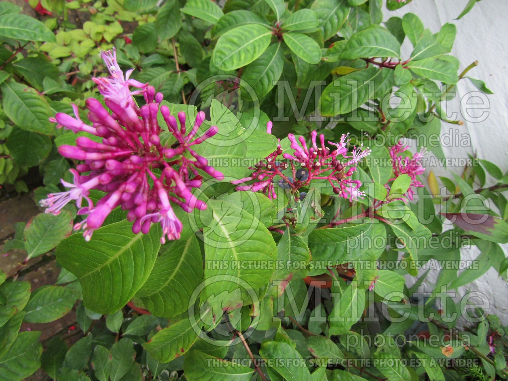 Fuchsia arborescens (Mexican Blueberry) 2