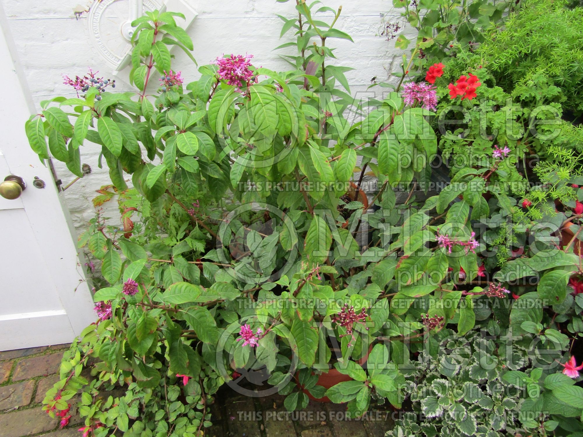 Fuchsia arborescens (Mexican Blueberry) 3