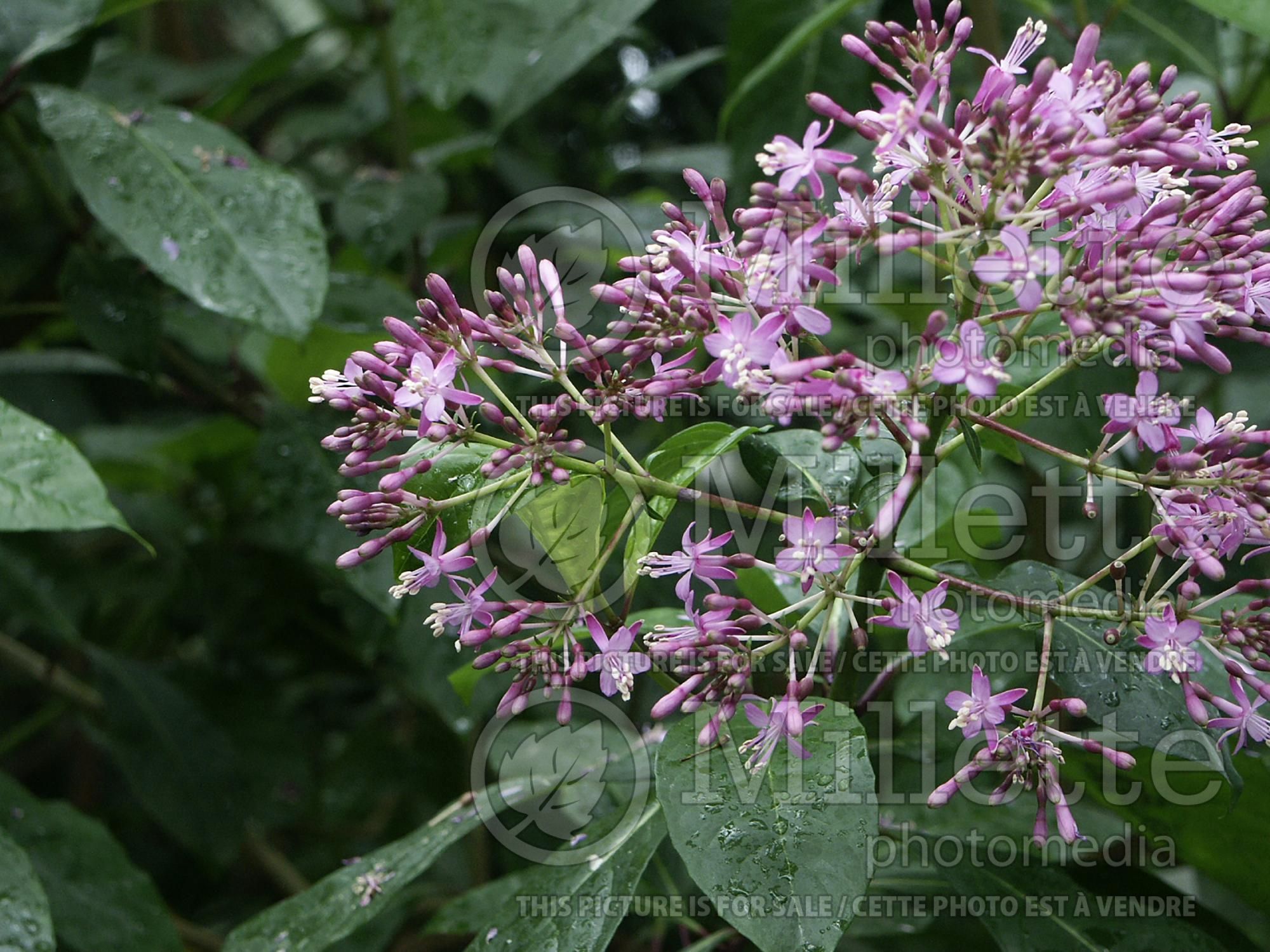 Fuchsia arborescens (Mexican Blueberry) 4