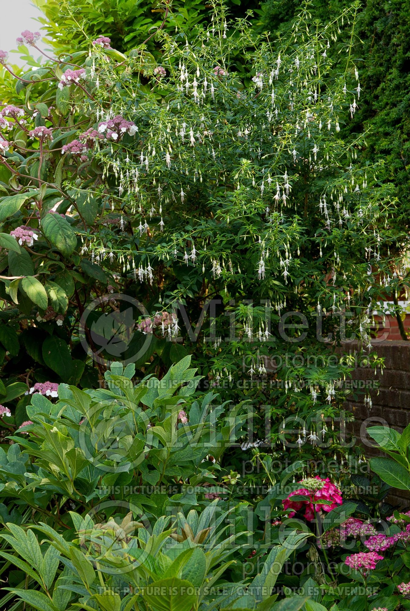 Fuchsia Hawkshead (Hardy Fuchsia) 2