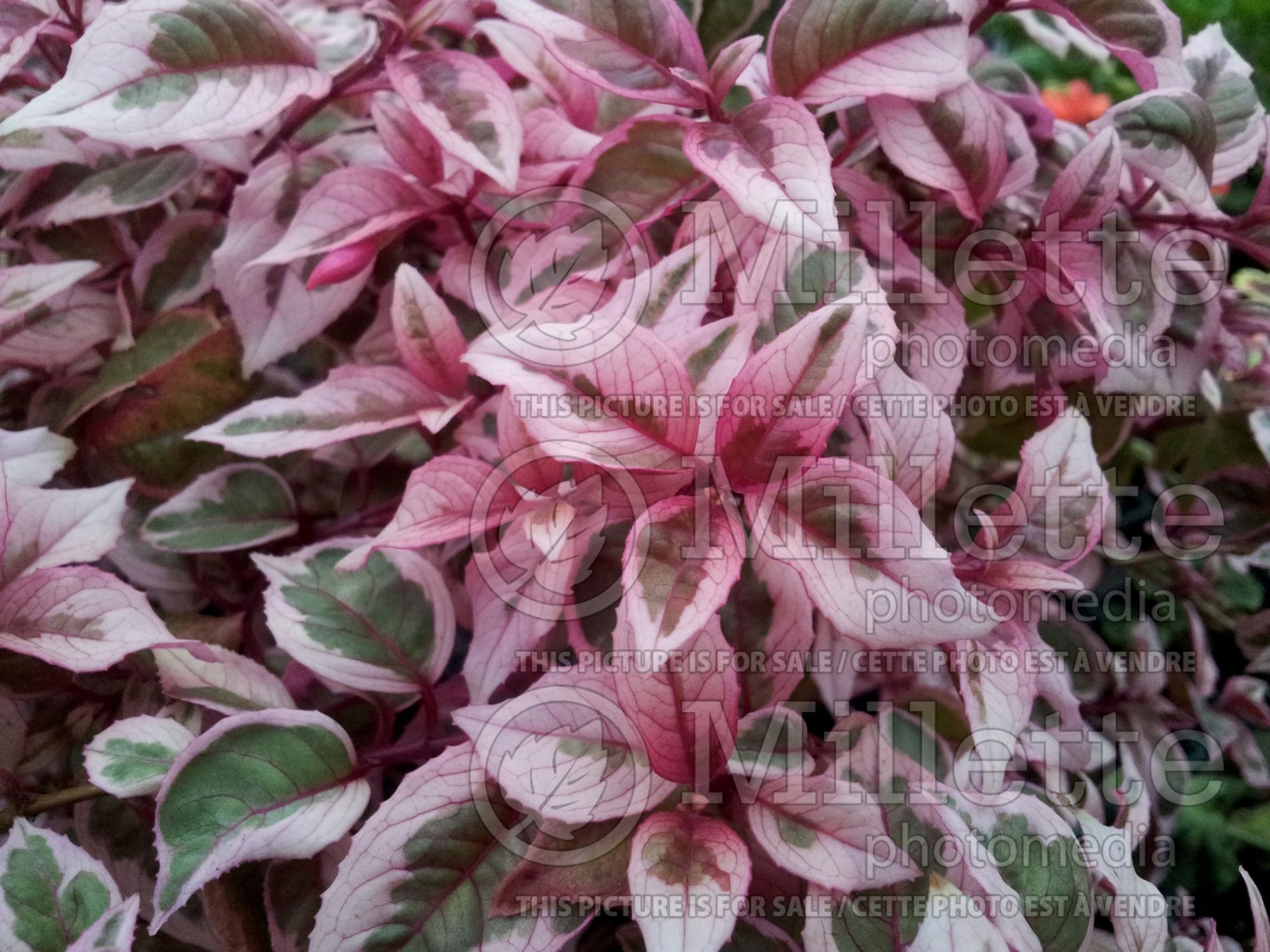 Fuchsia Sunray (Fuchsia) 1