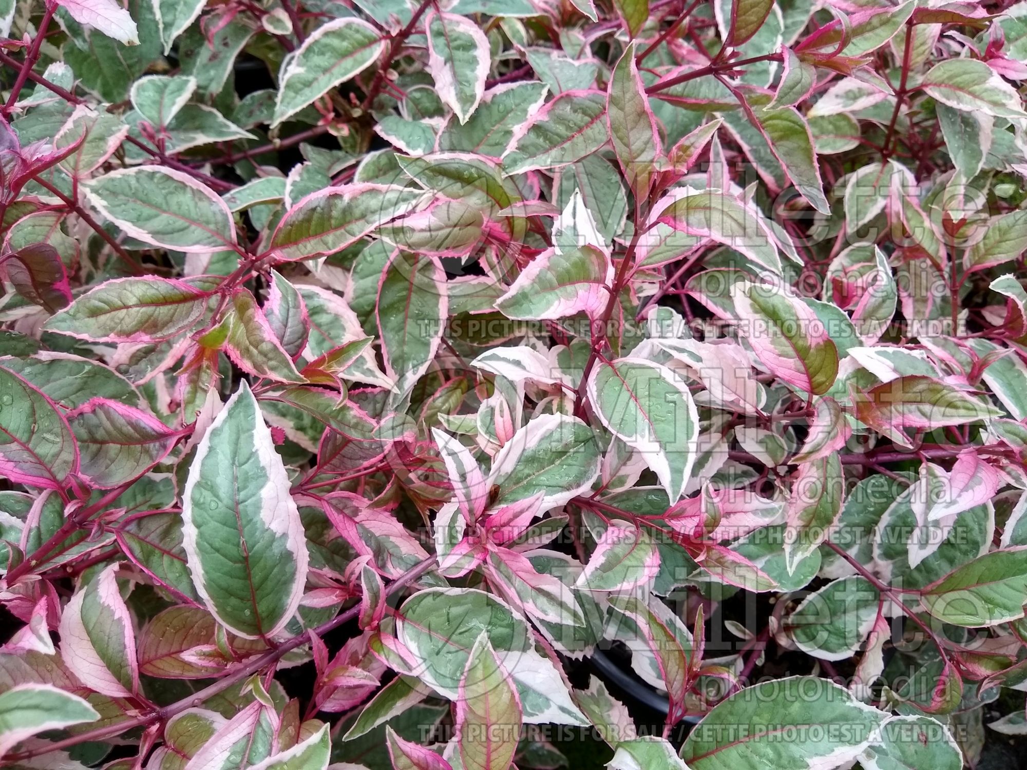 Fuchsia Tom West (Hardy Fuchsia) 1