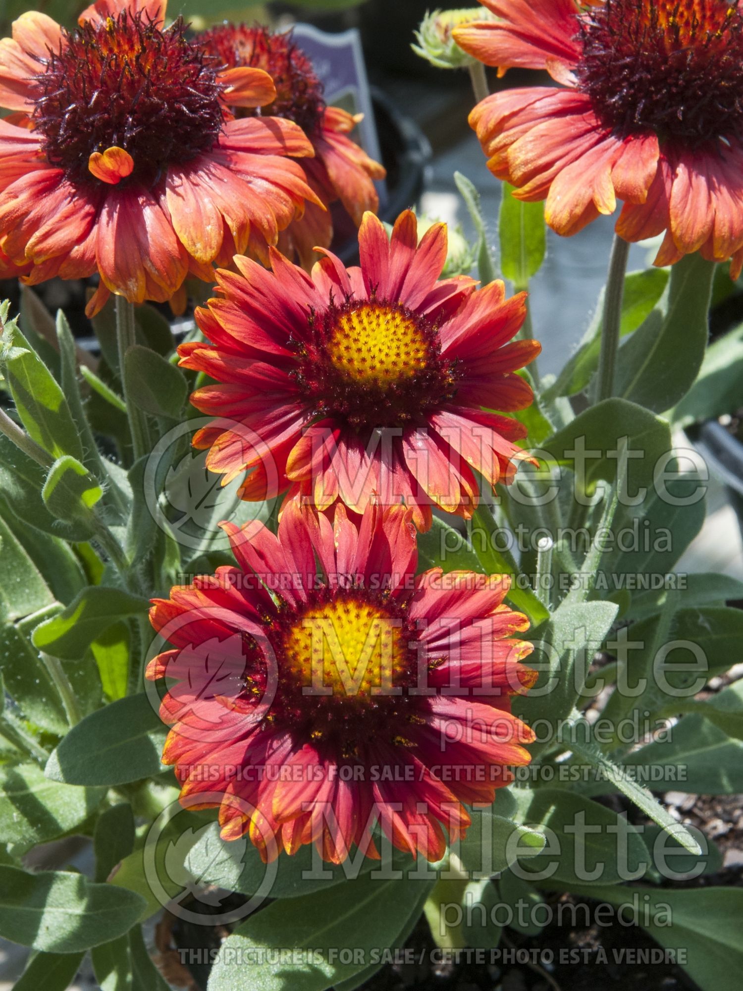Gaillardia Arizona Red Shades (Blanket flower) 6