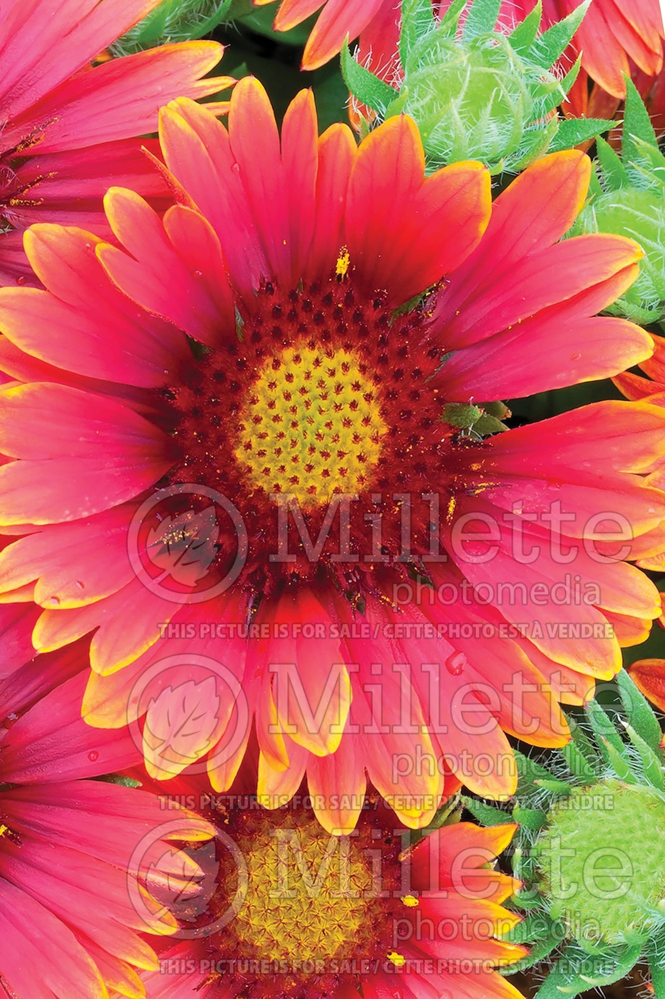 Gaillardia Arizona Red Shades (Blanket flower) 1