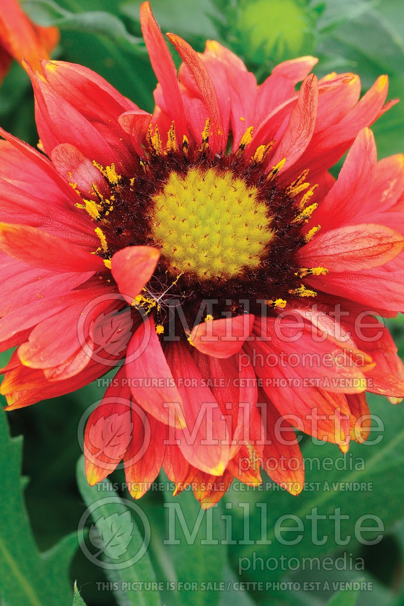 Gaillardia Arizona Red Shades (Blanket flower) 2