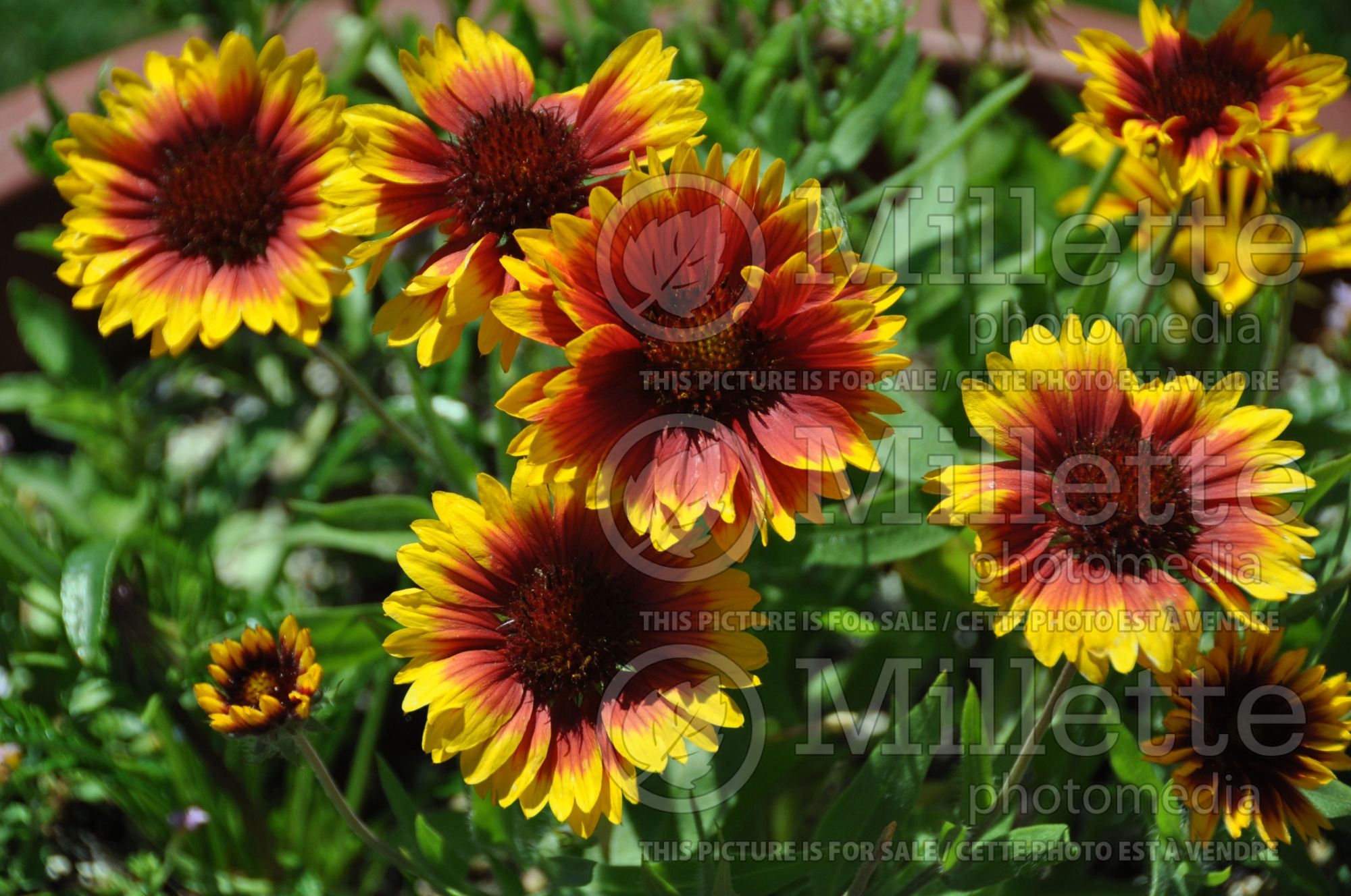 Gaillardia grandiflora (Blanket flower) 1