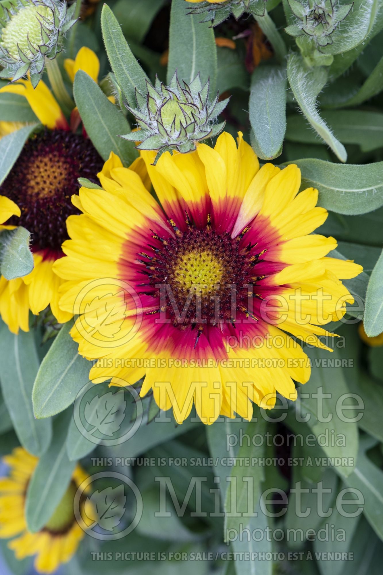 Gaillardia Galya Wild Fire (Blanket flower) 2