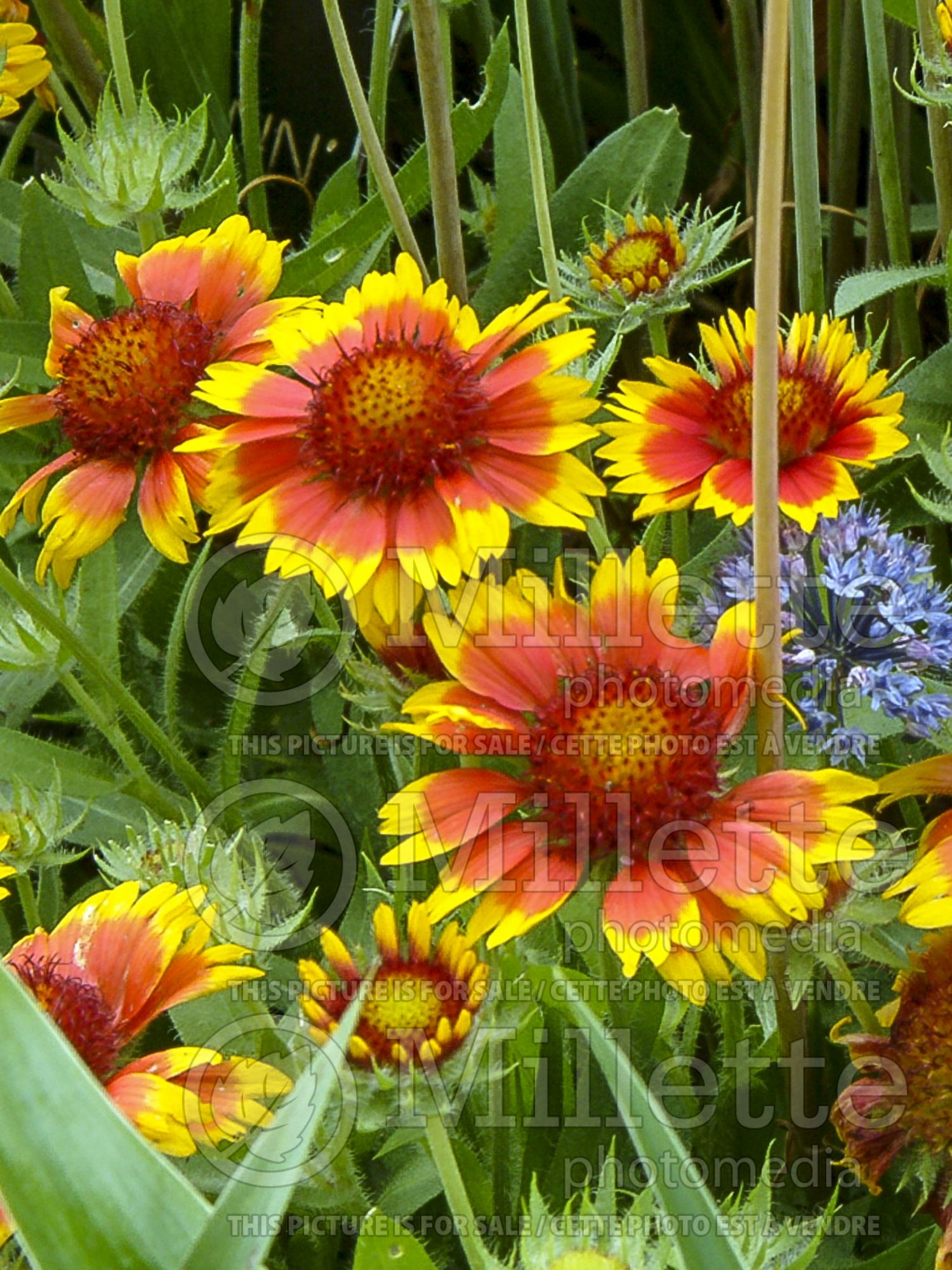 Gaillardia Goblin aka Kobold (Blanket Flower) 5