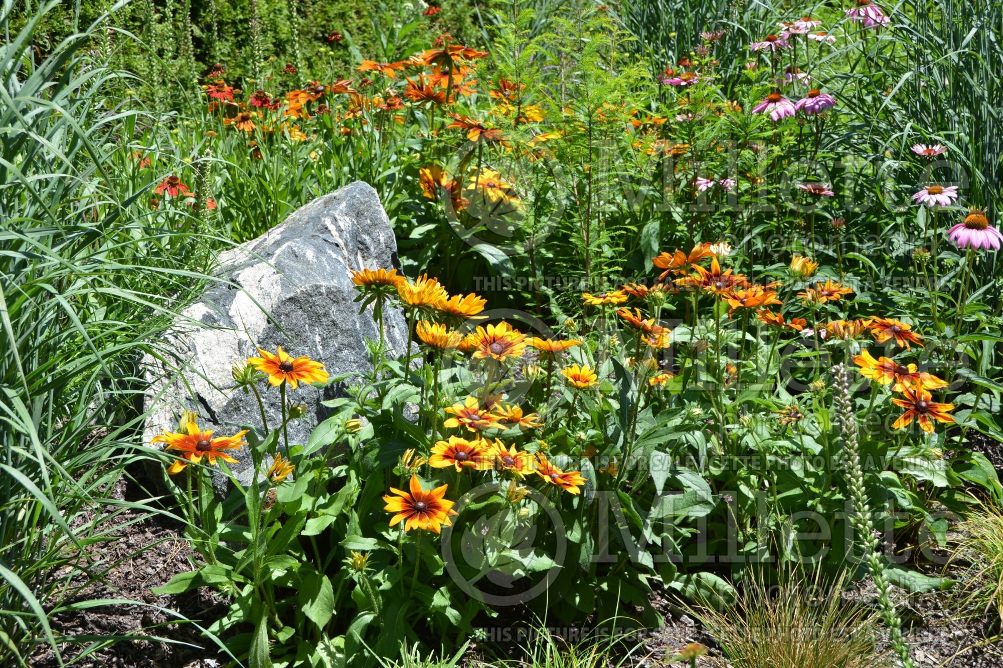 Gaillardia grandiflora (Blanket flower) 2