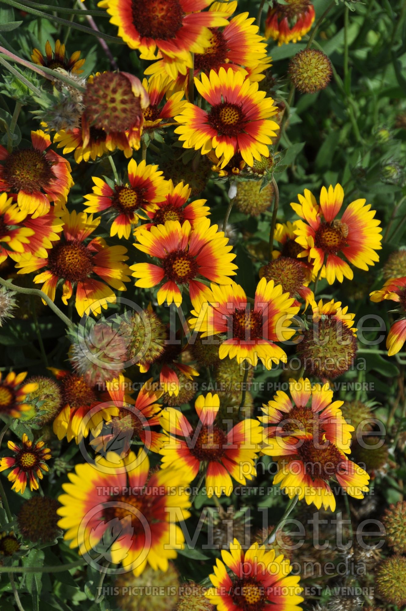 Gaillardia grandiflora (Blanket flower) 3